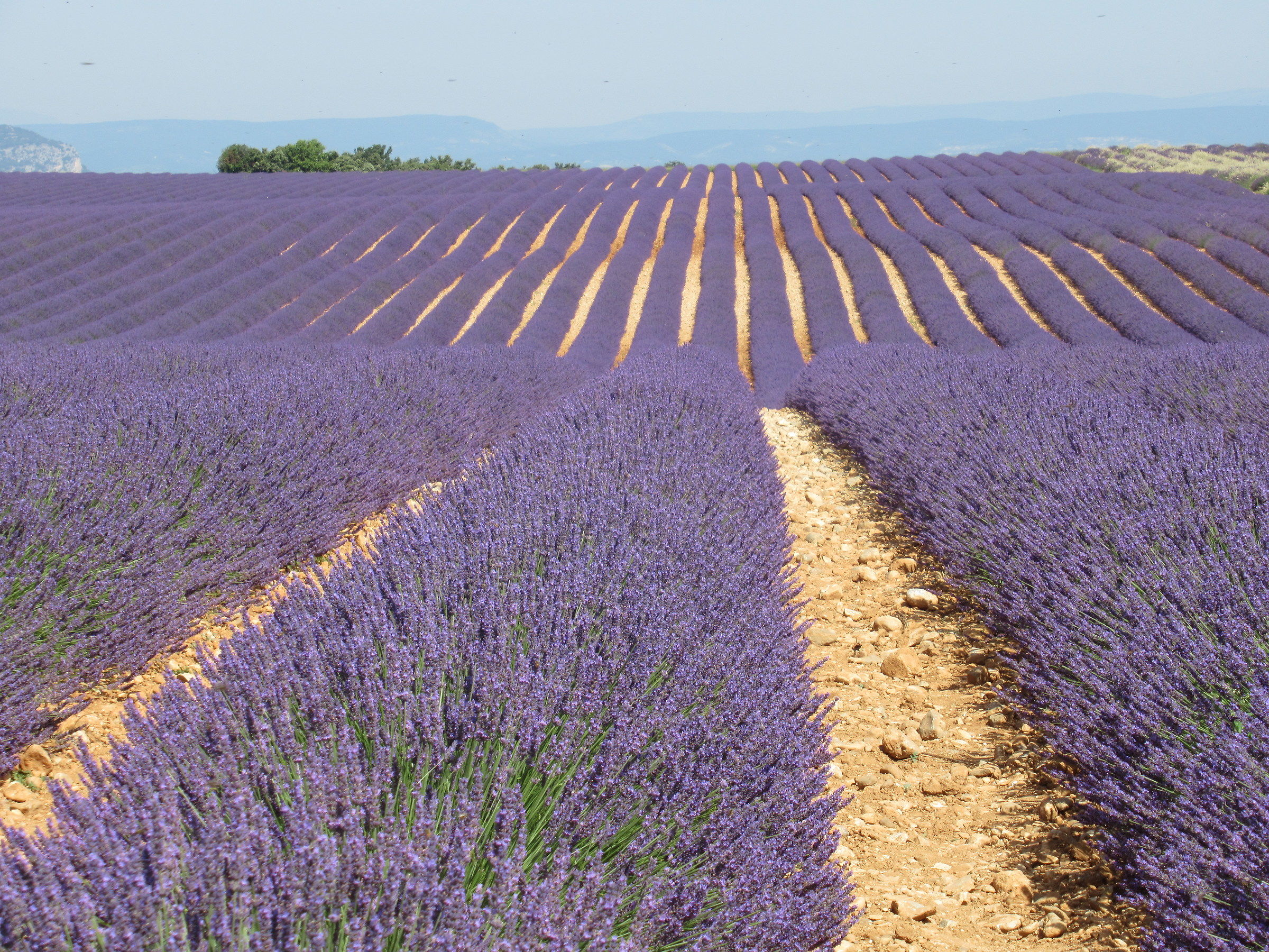 Valensole