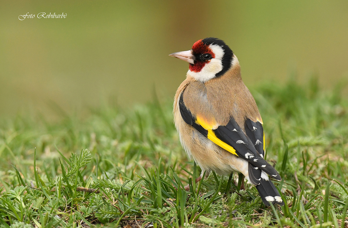 Goldfinch in the grass...