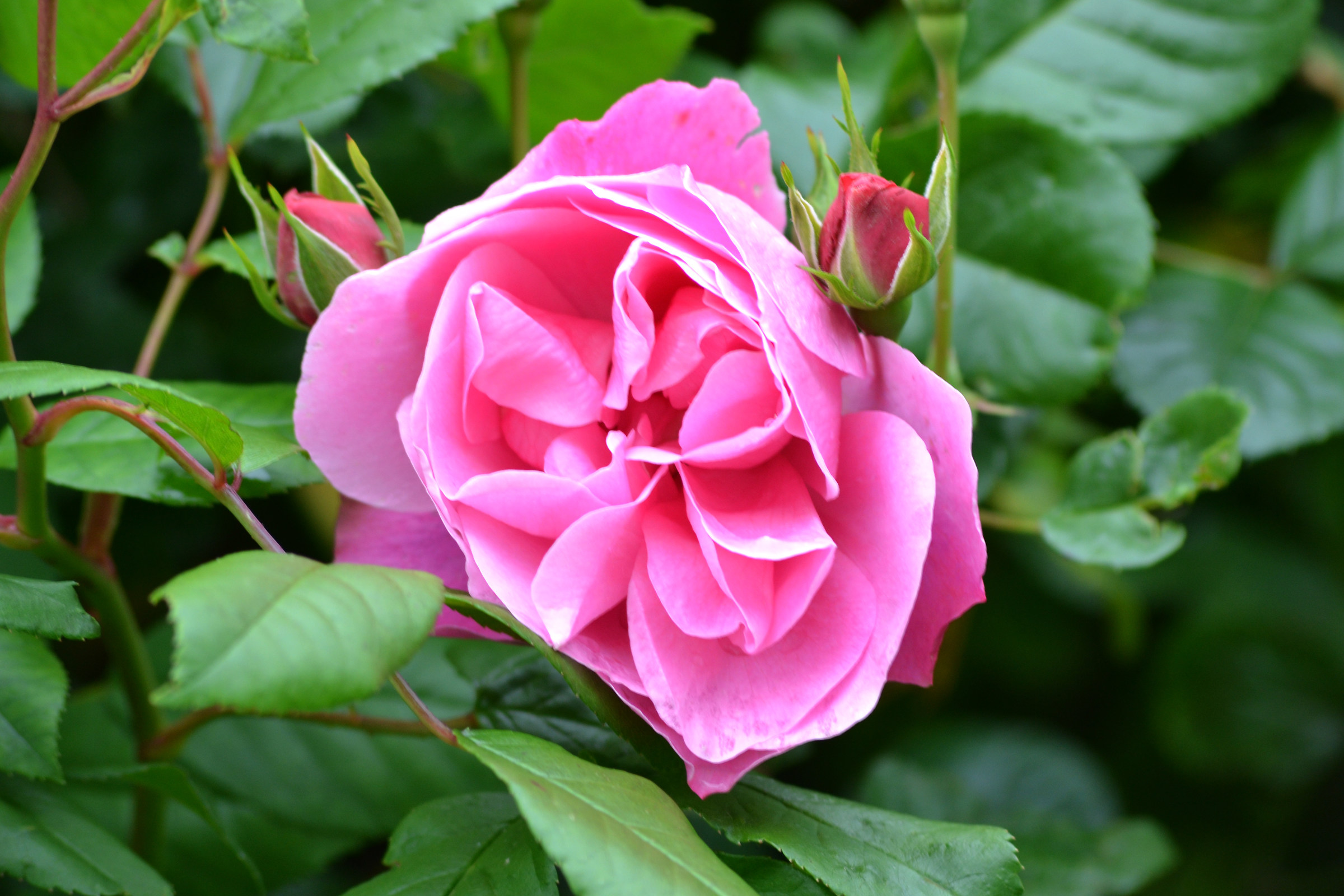 Rosa