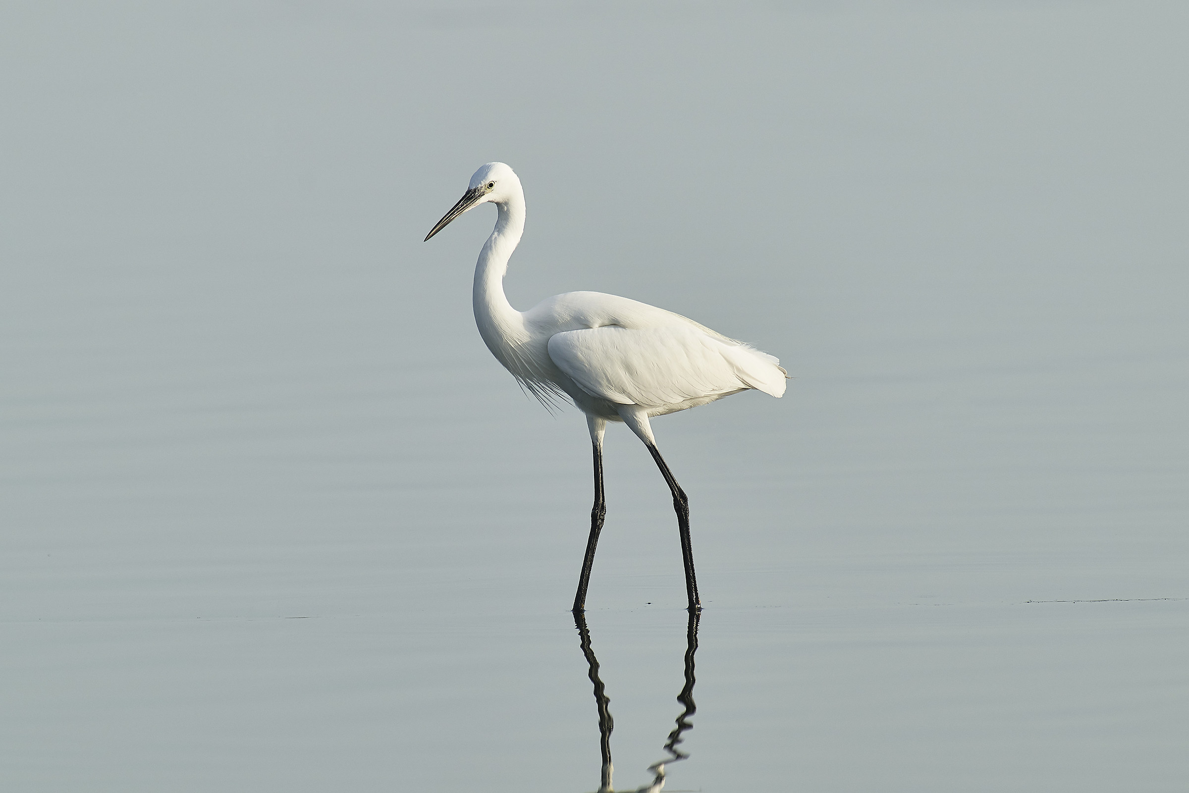 Egret