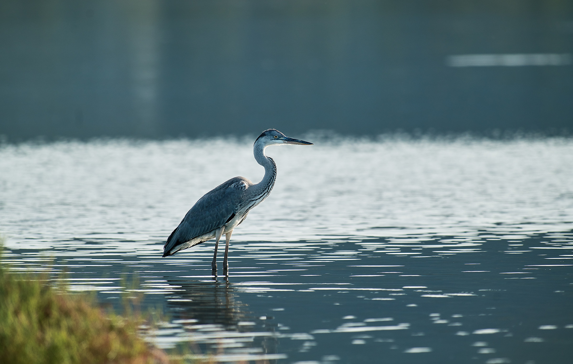 Heron in Silhouette