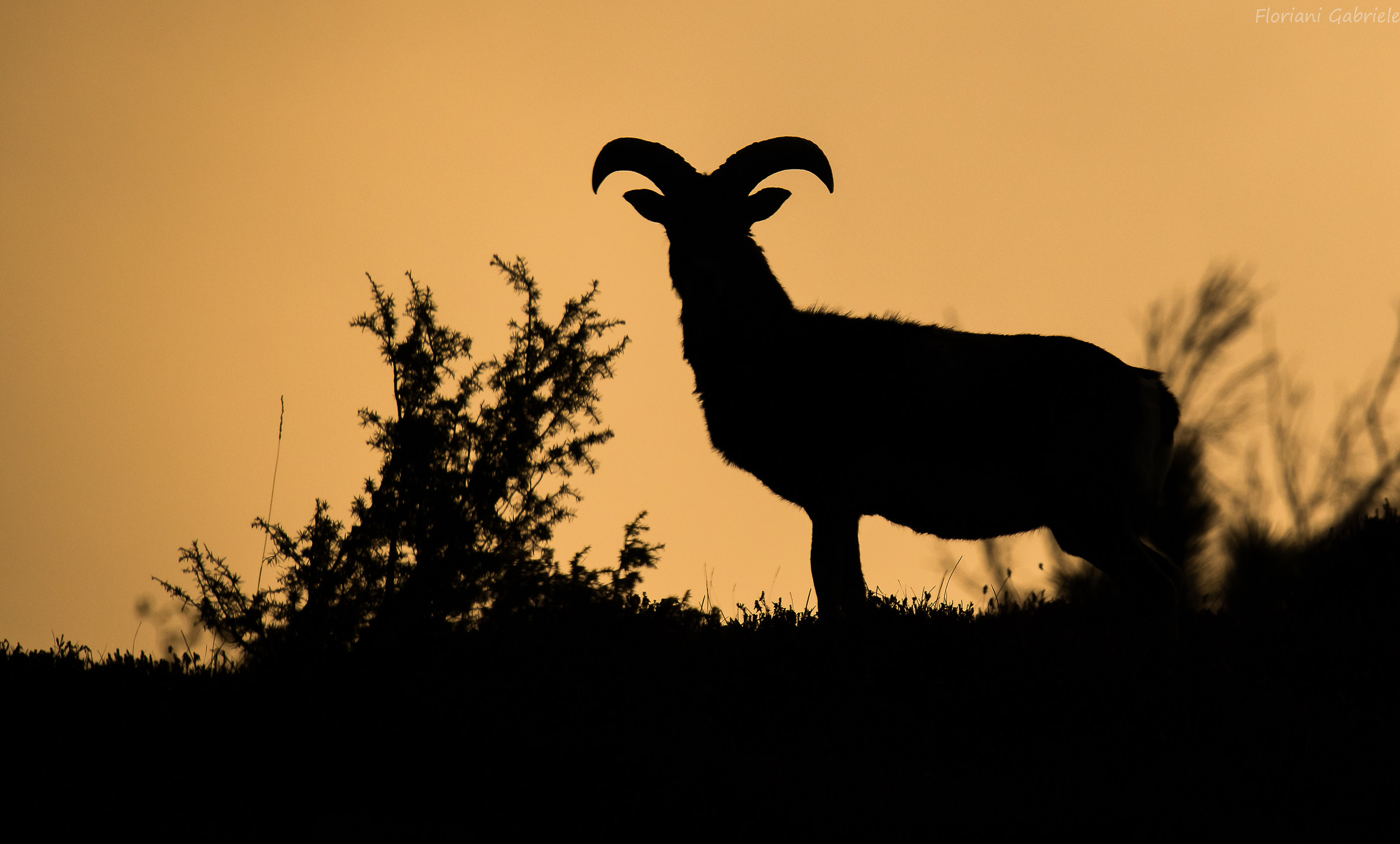 Mouflon in Silhouettes