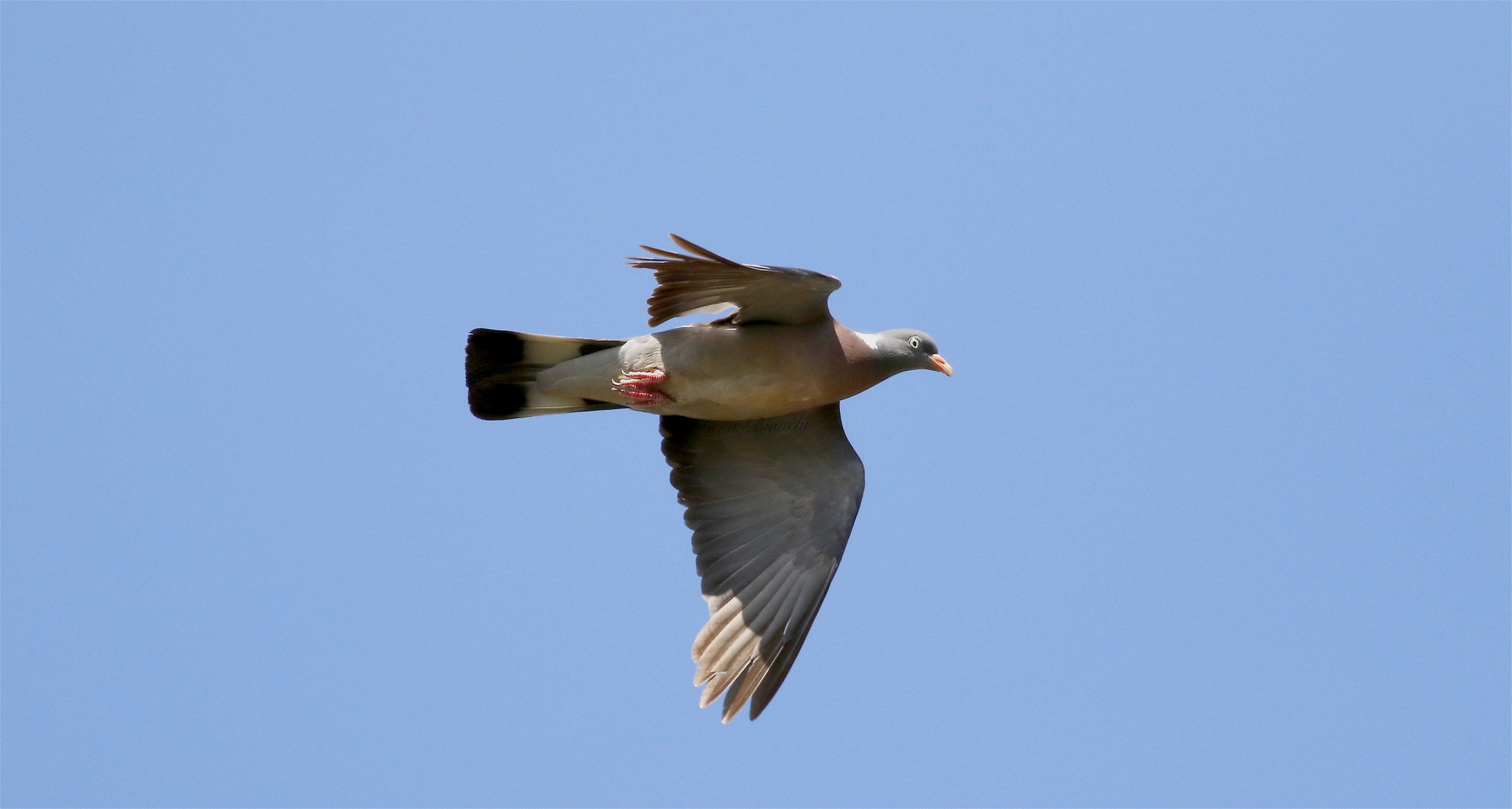 First floor pigeon in flight