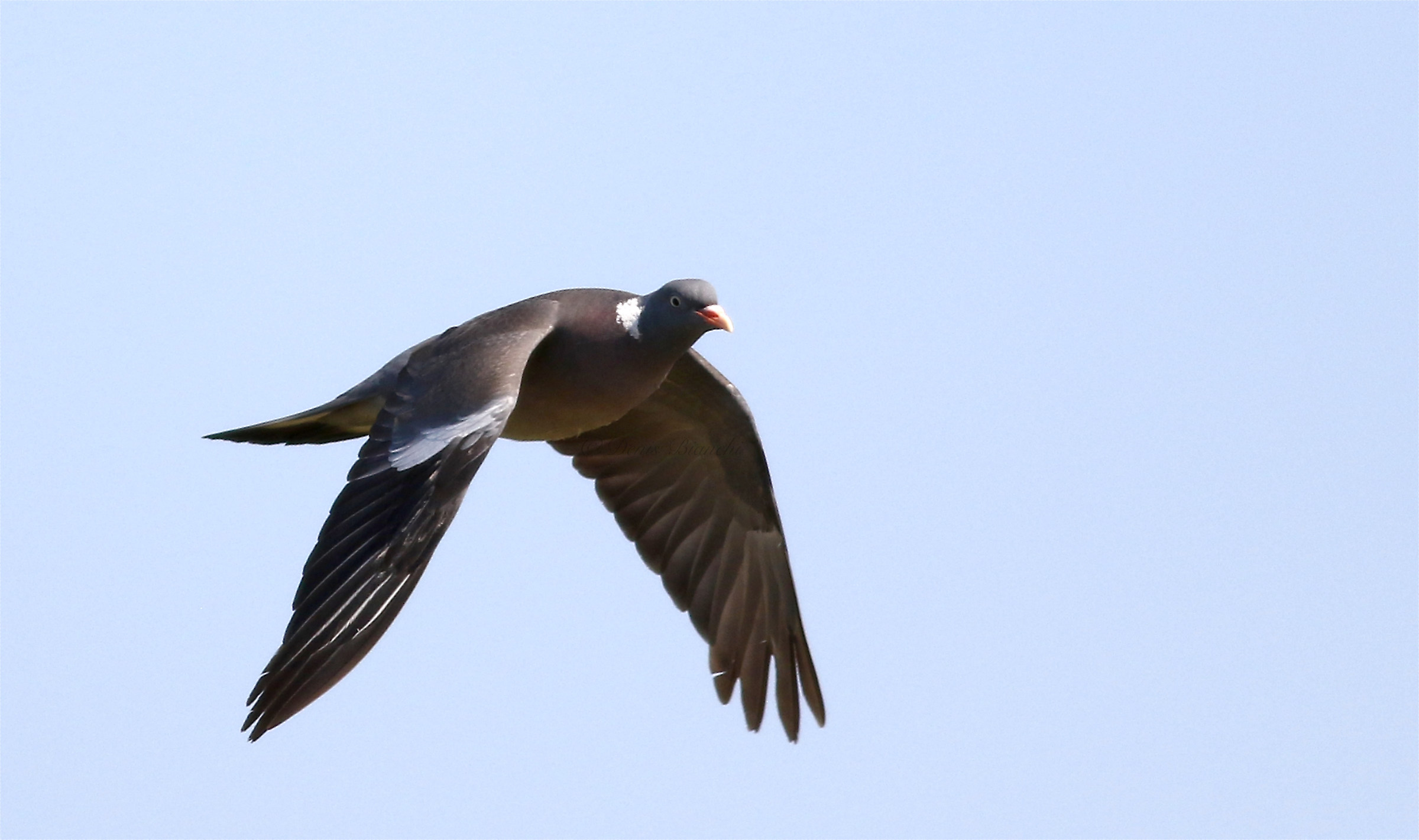 First floor pigeon on the fly