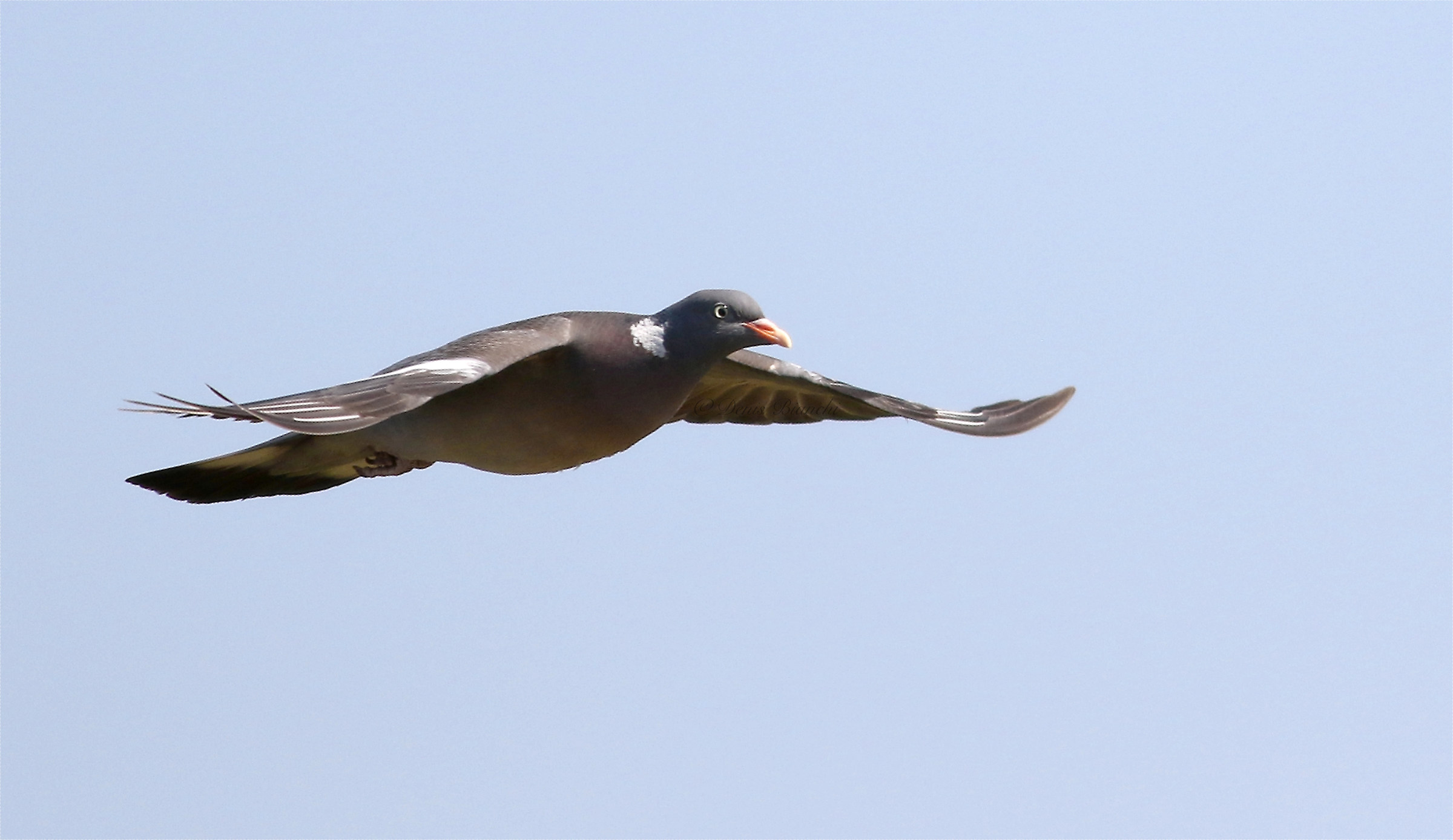 First floor pigeon on the fly
