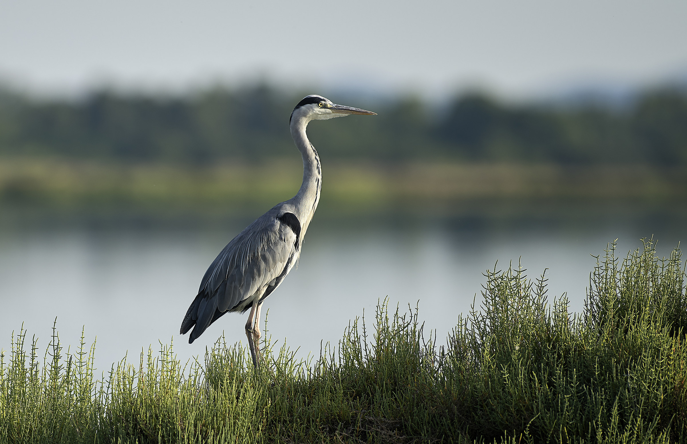 Heron Portrait