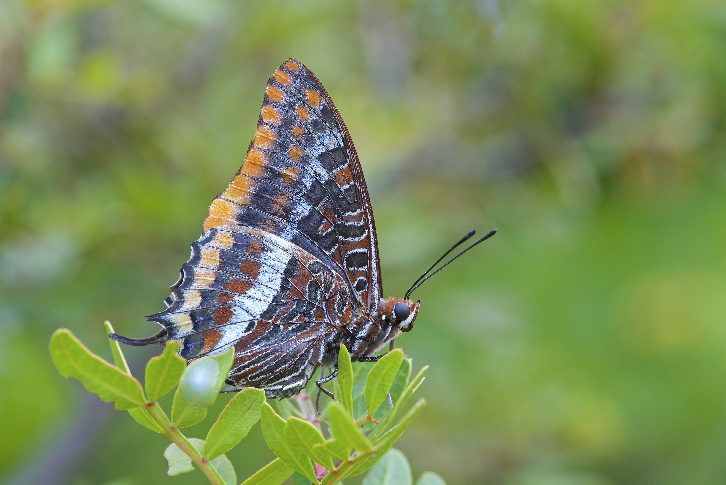 Charaxes jasius