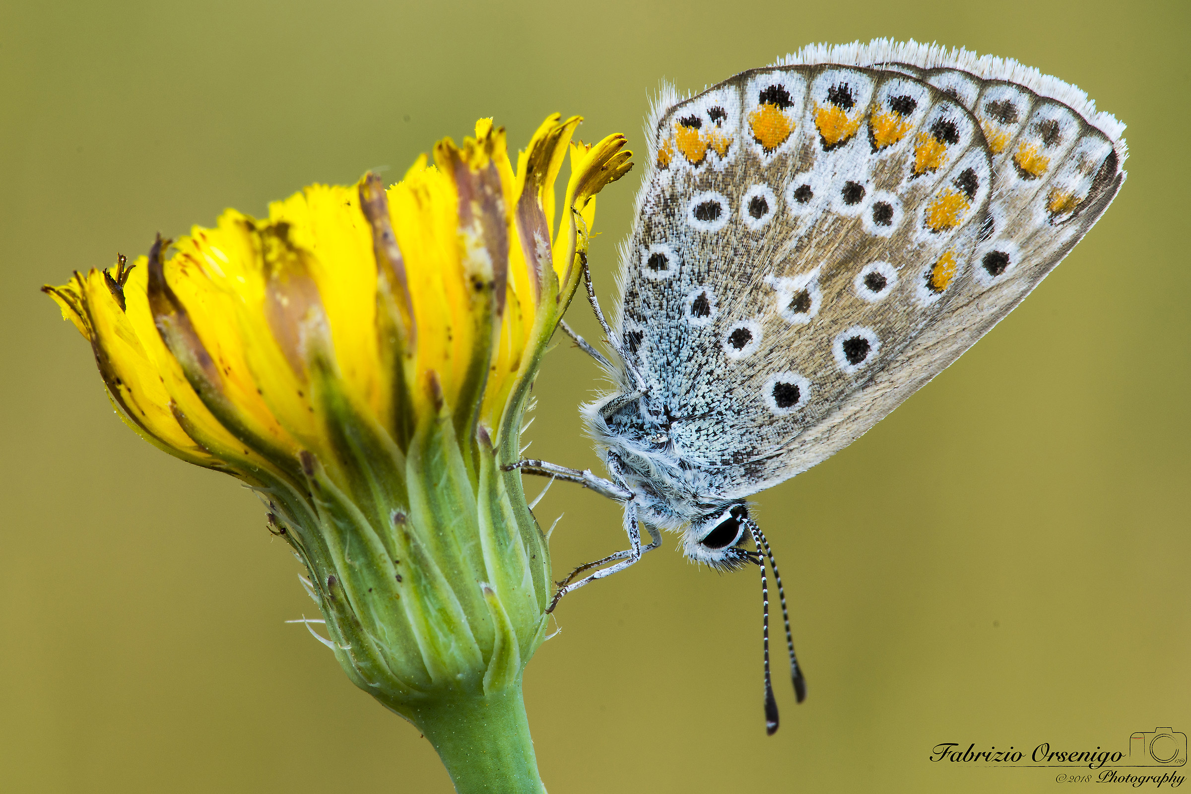Bellargus Icarus