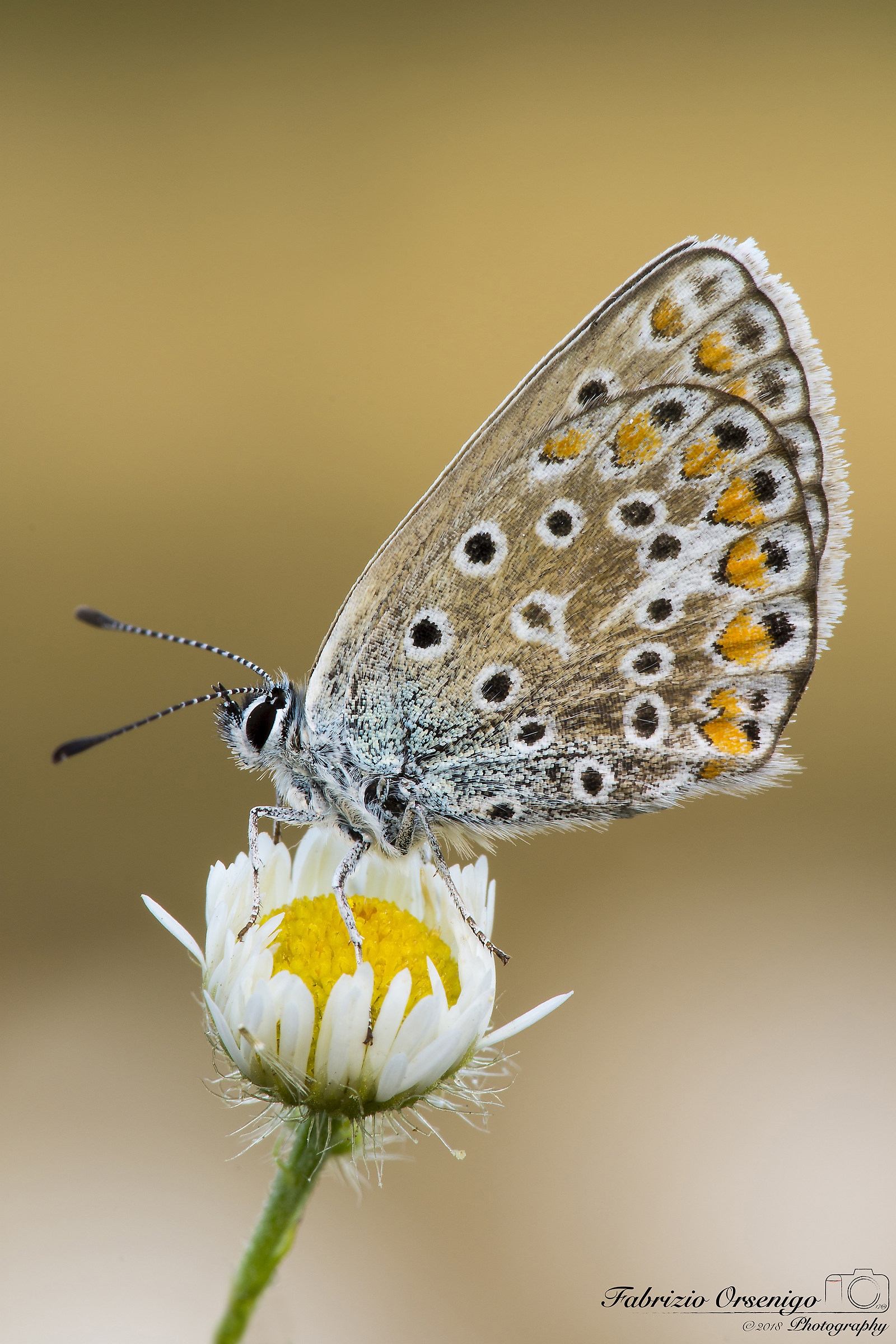 Bellargus Icarus