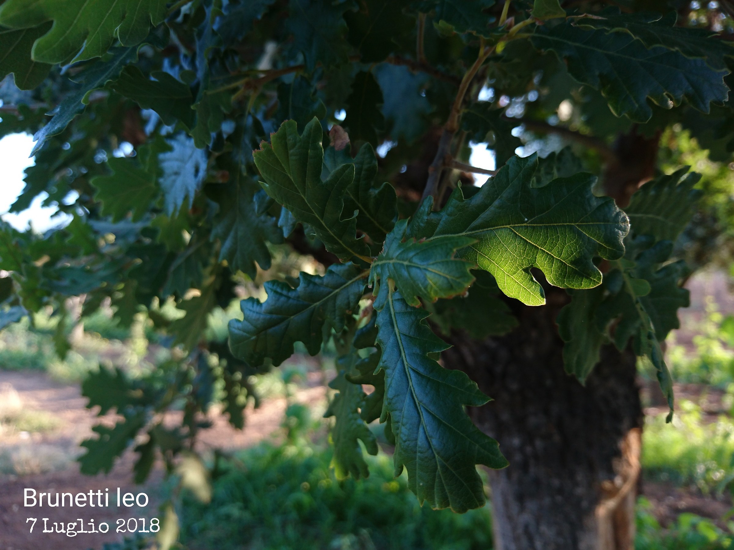 Oak Leaves