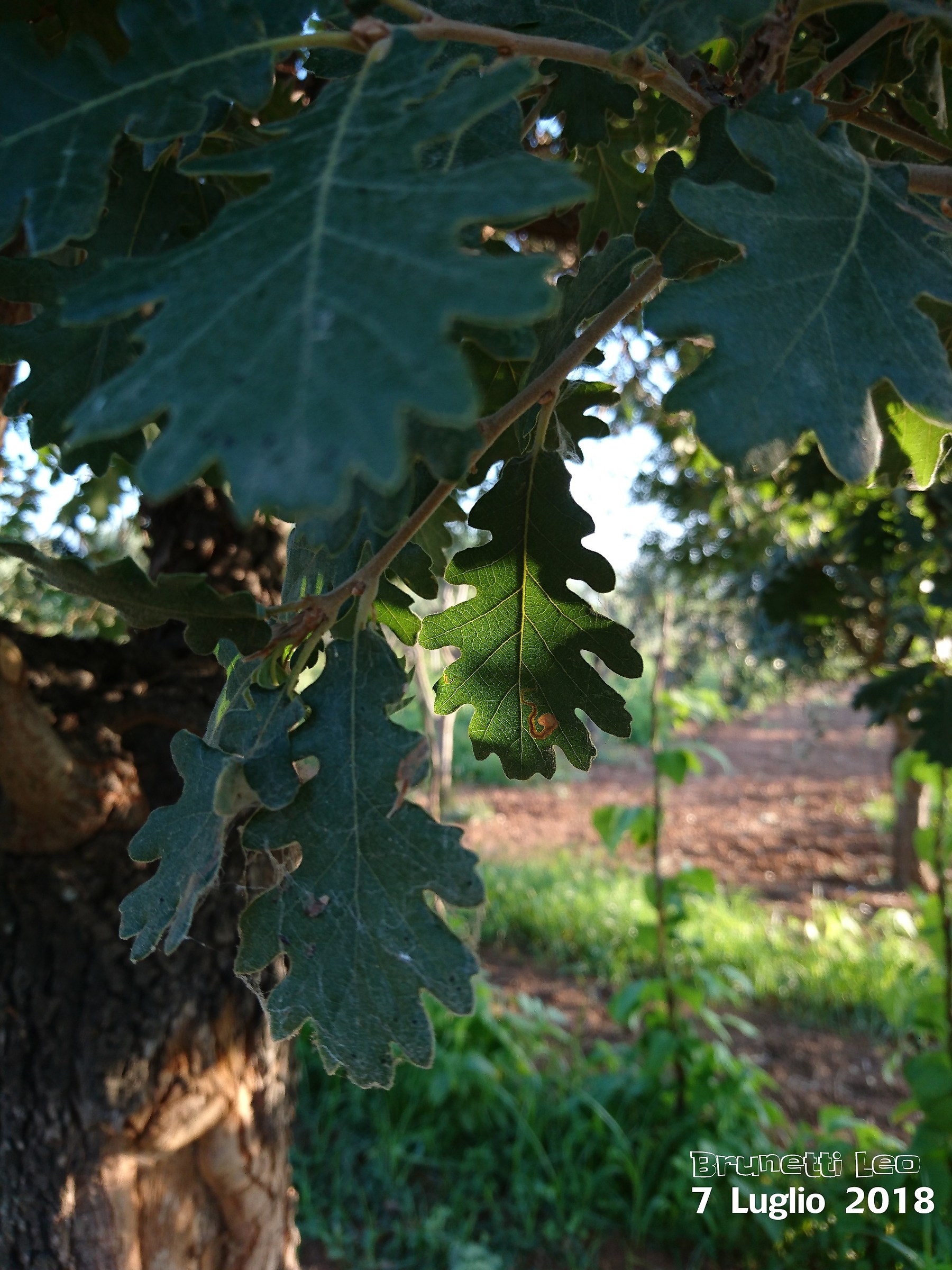 Oak Leaves