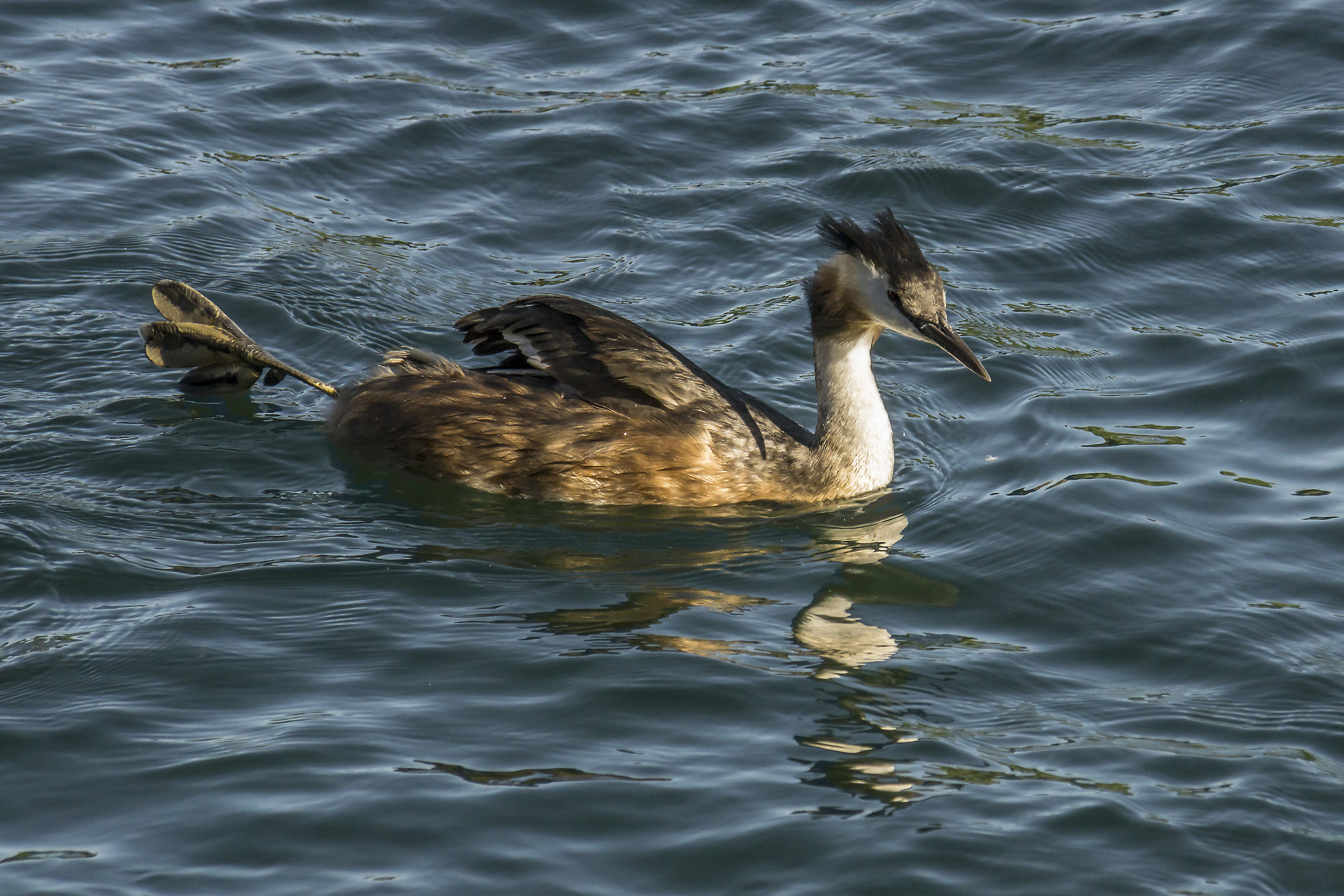 Grebe-1