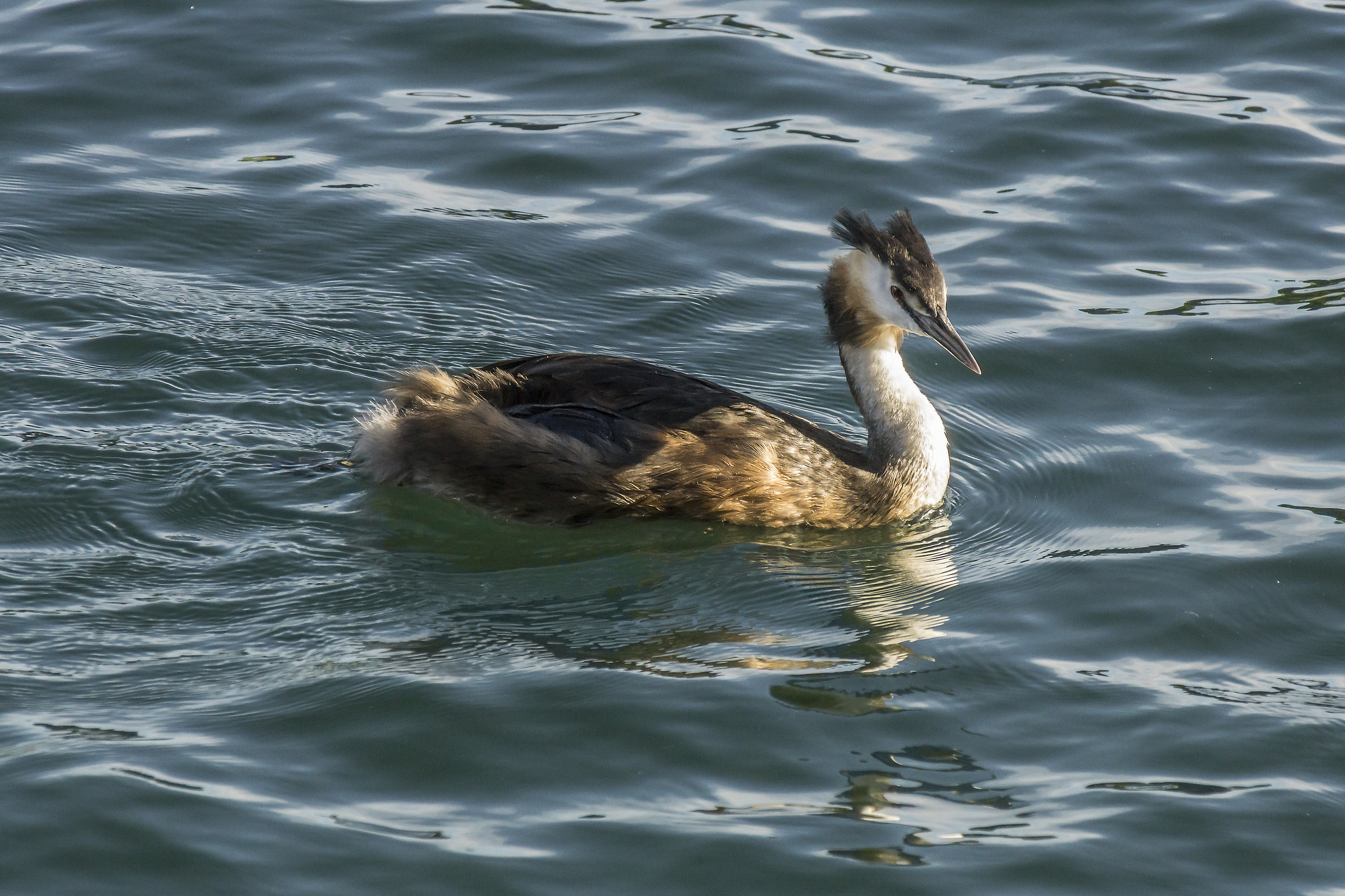 Grebe-2