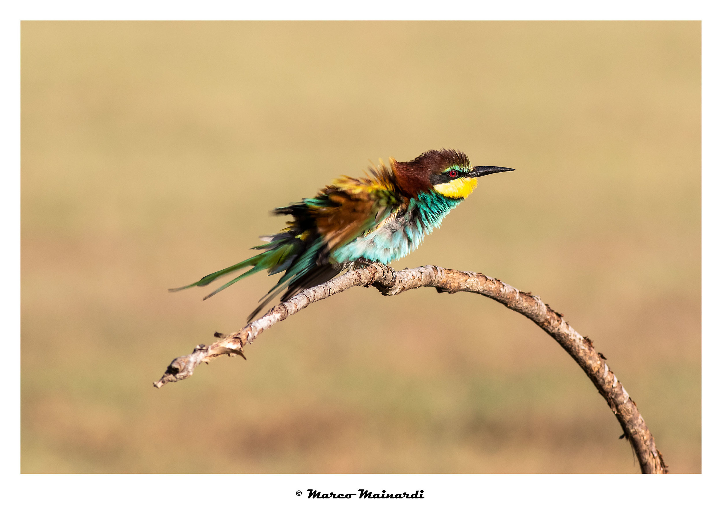 Devo decidermi ad andare dal coiffeur...