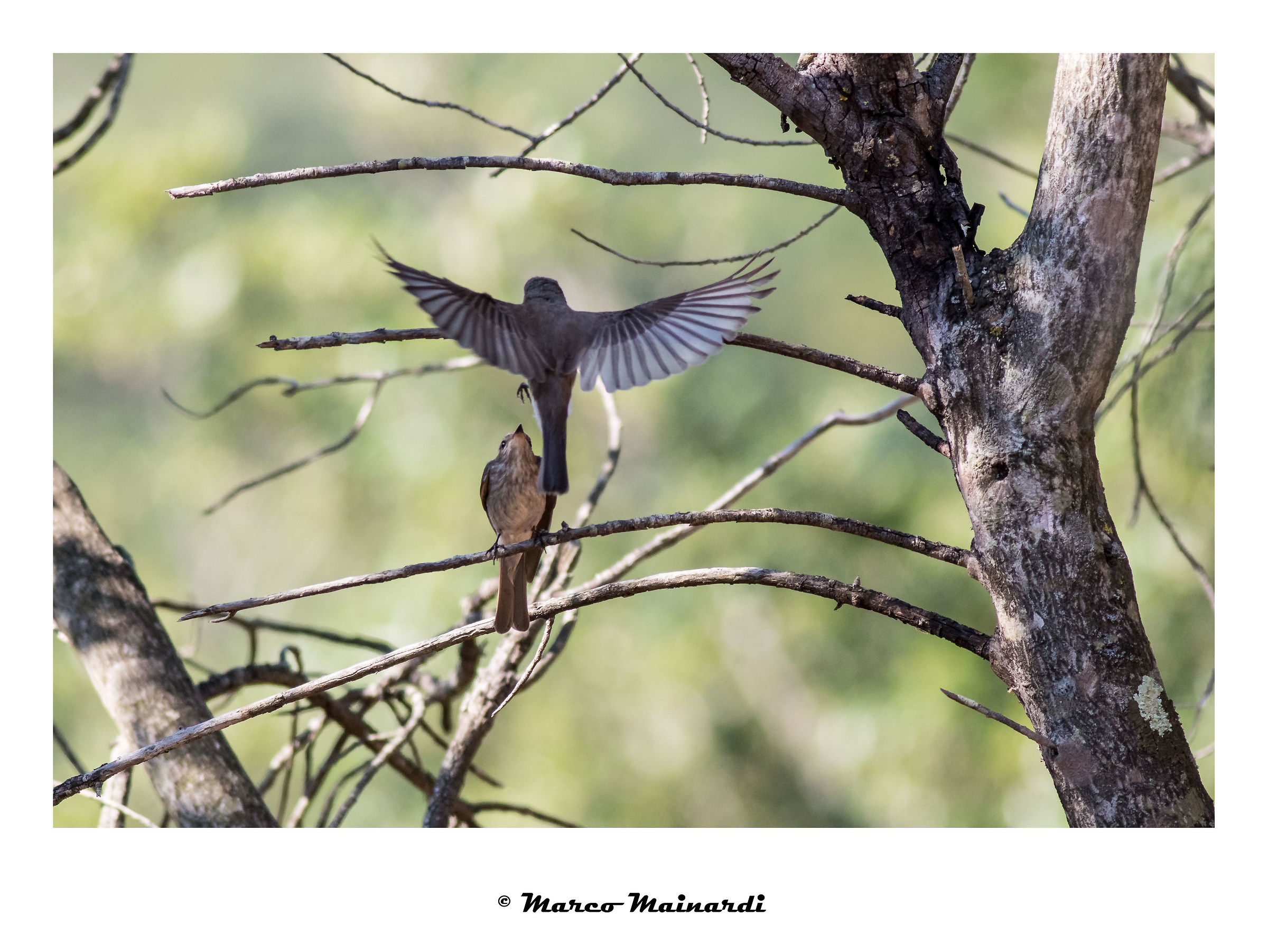 Pigliamosche (Muscicapa striata)
