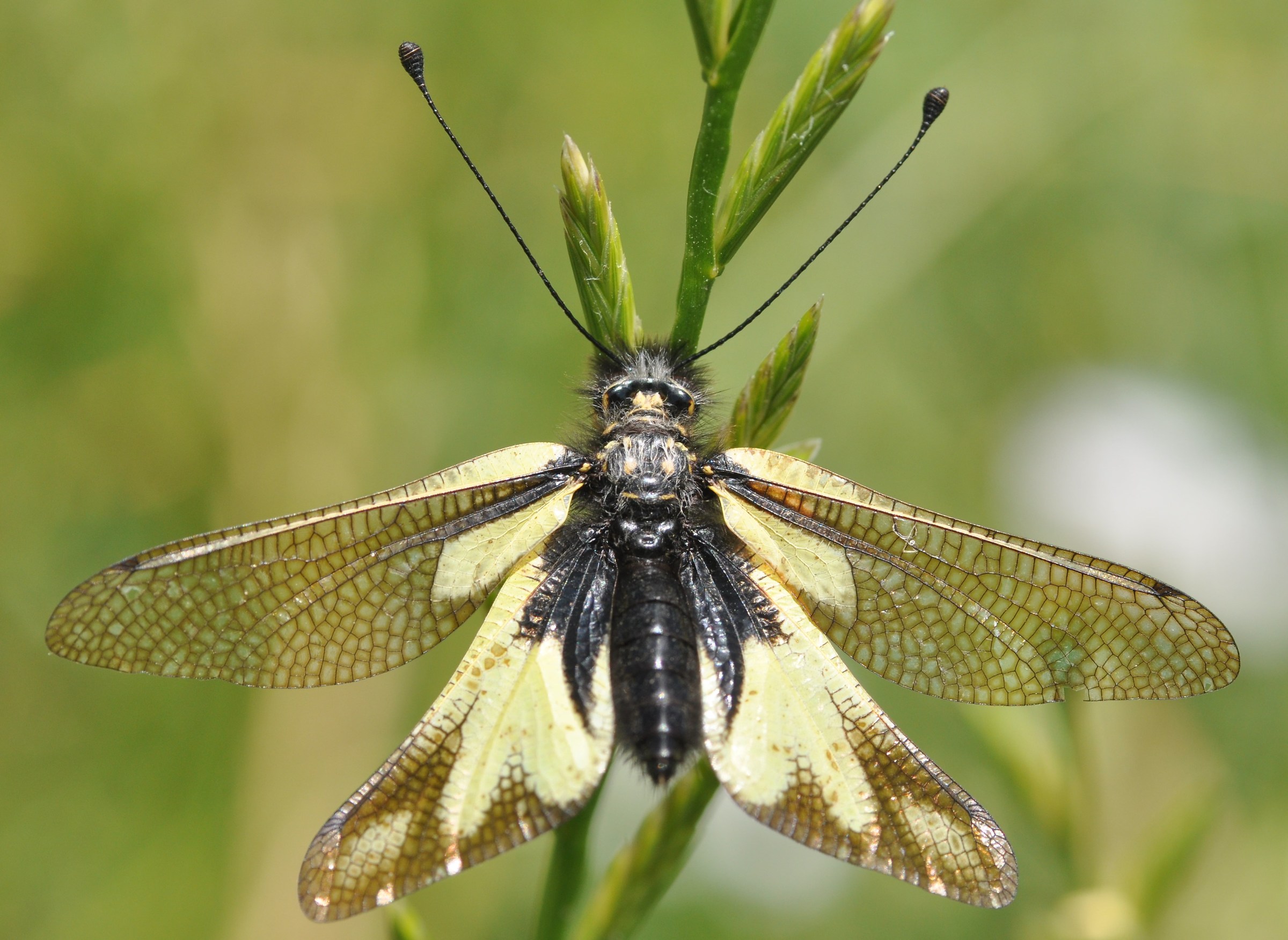 libelloides coccajus