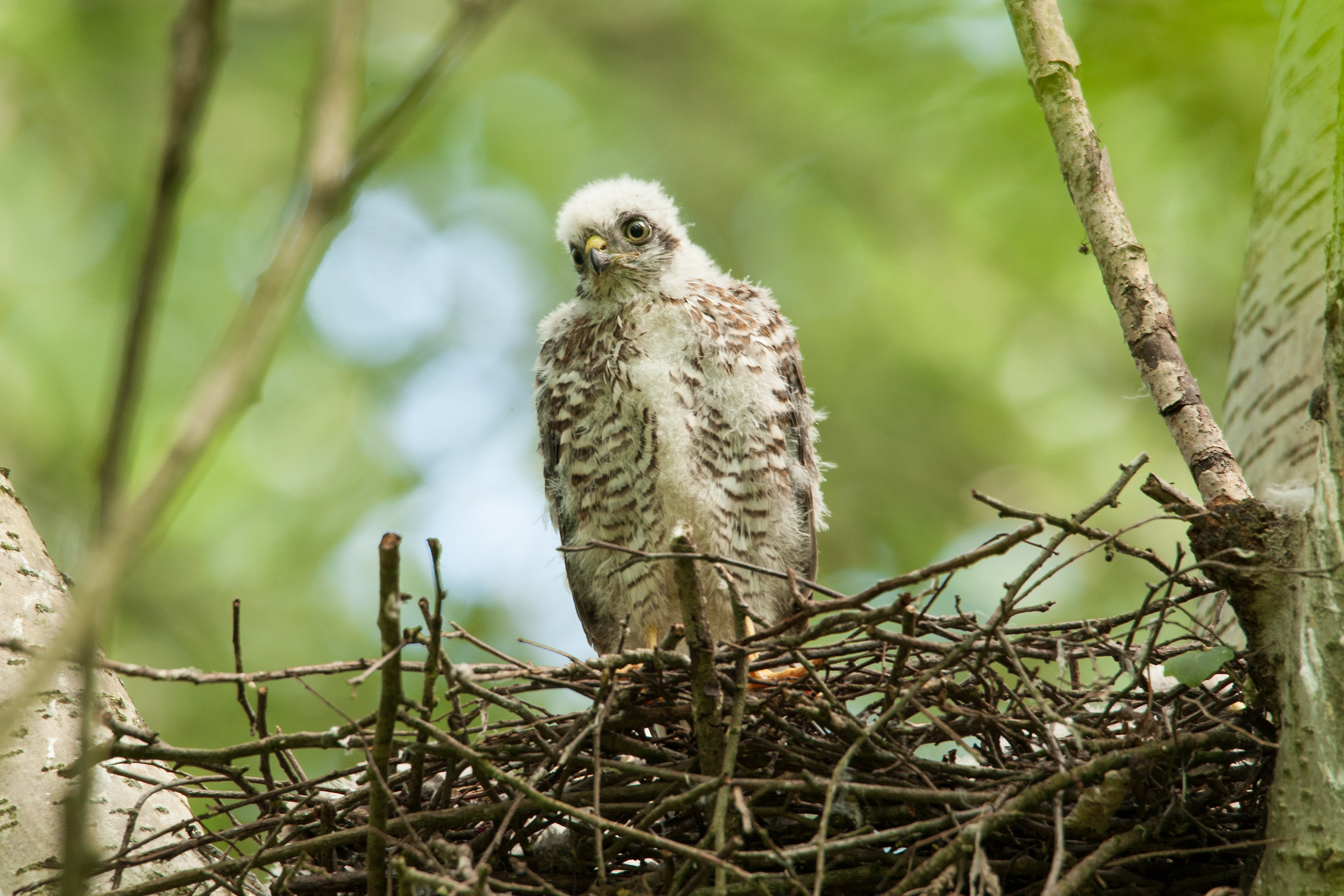 Pullo of Sparrowhawk