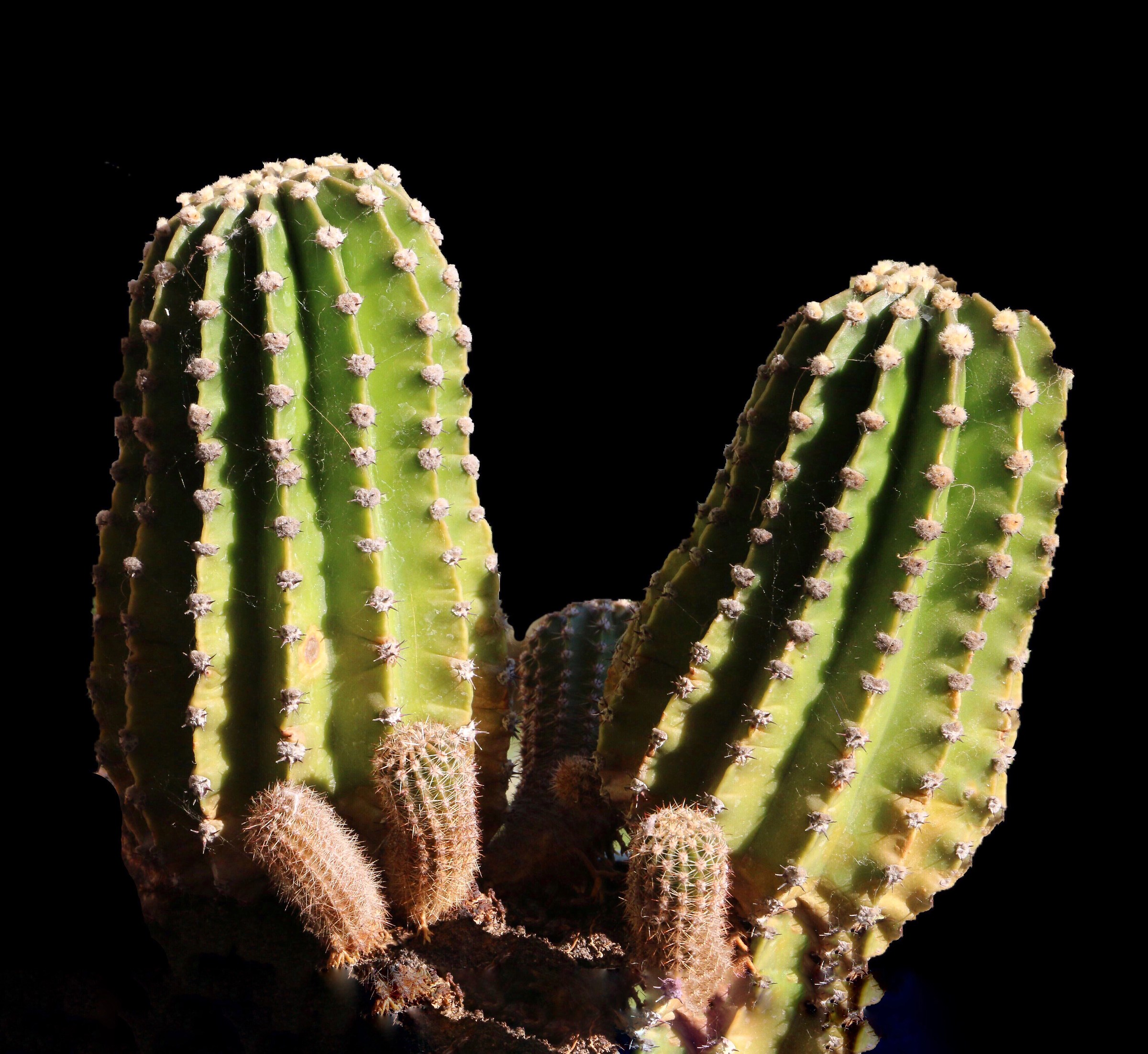 Cactus.