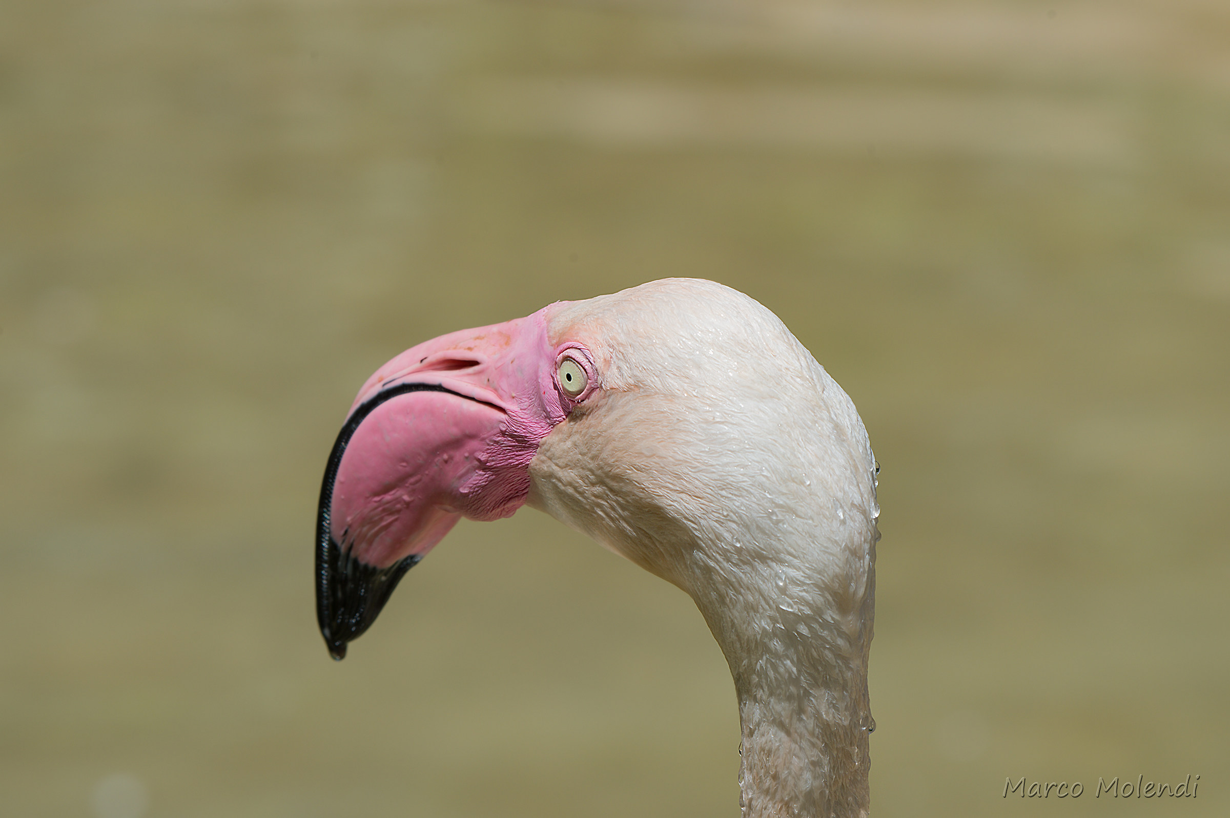 Flamingo