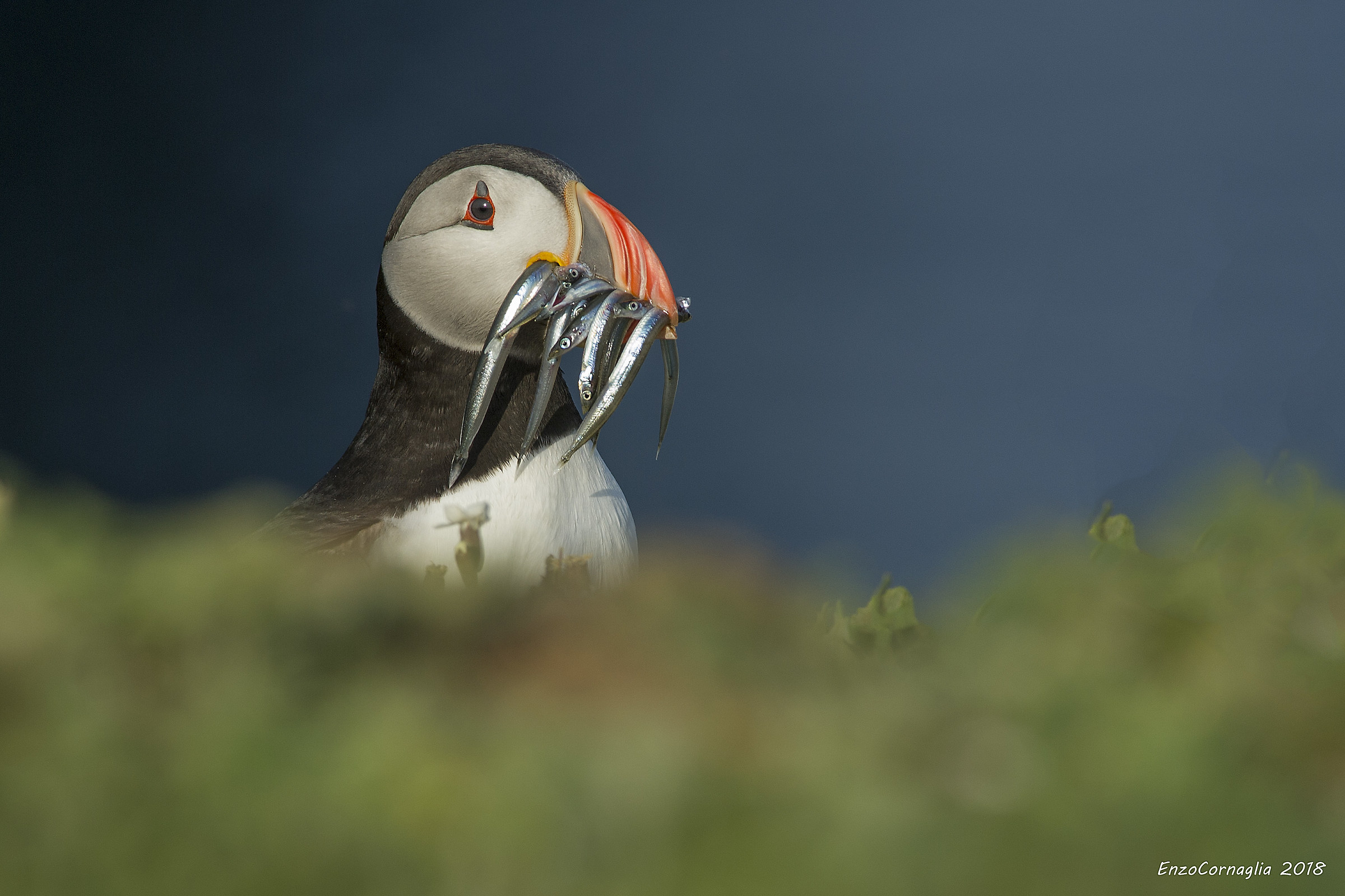 Puffin