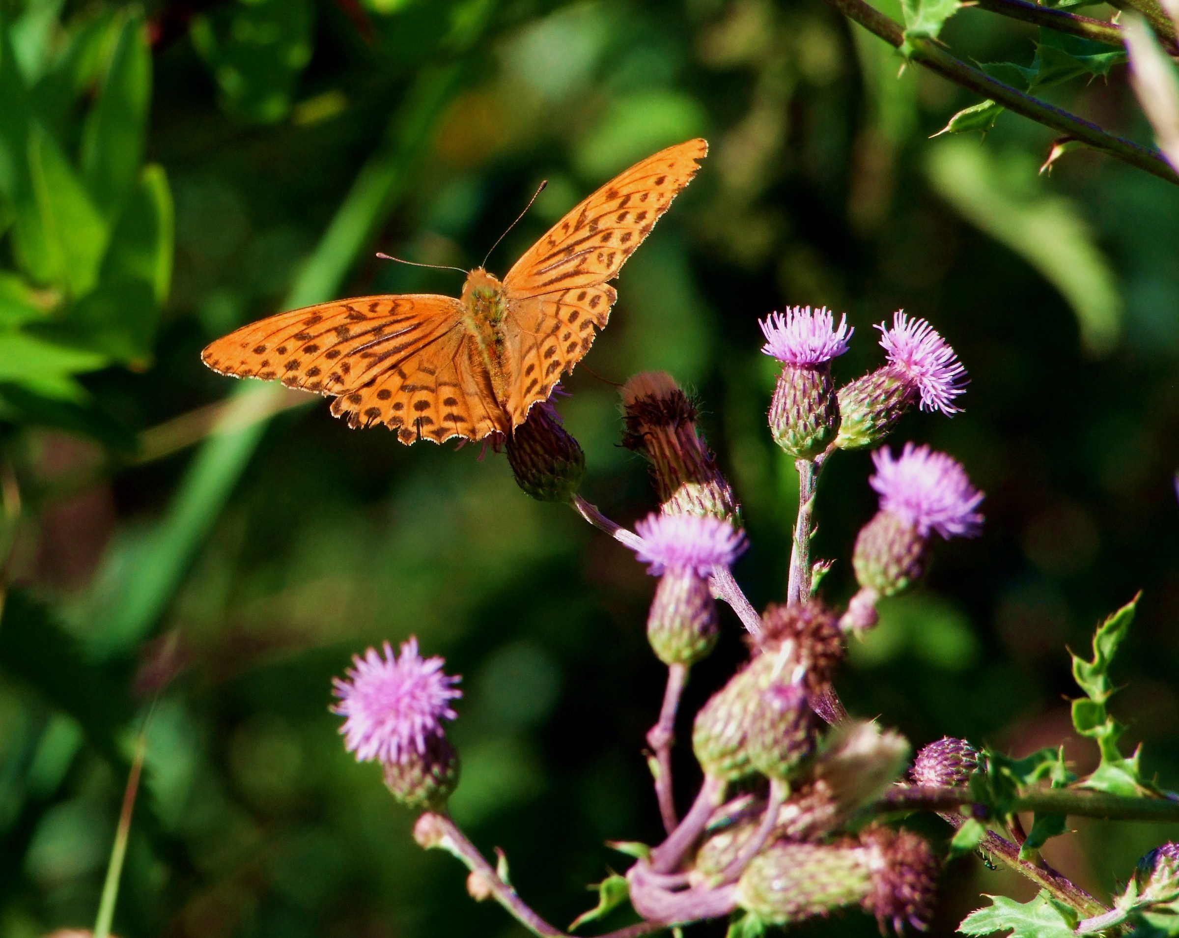 Butterfly on Thistles