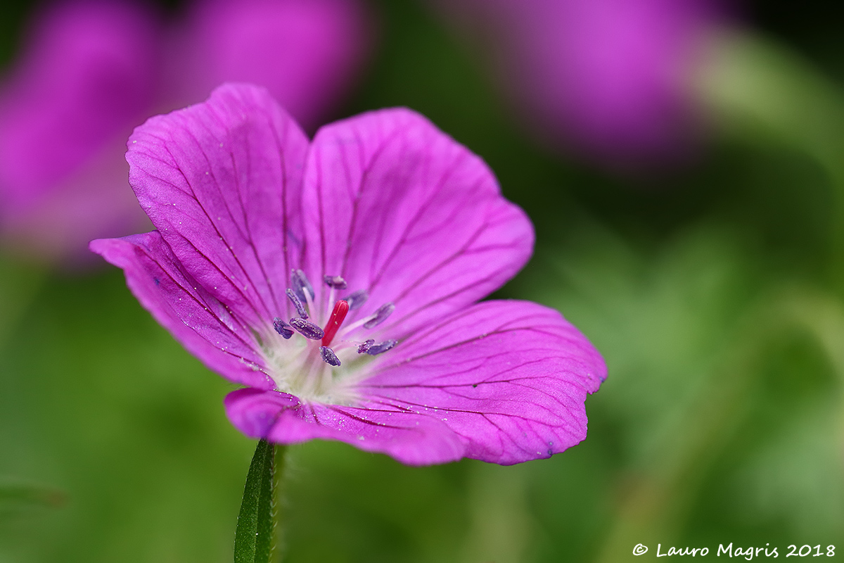 Blood Geranium