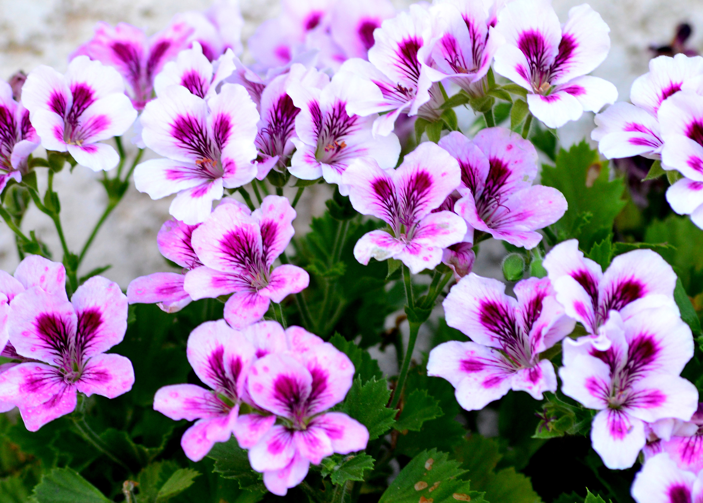 Geranio screziato di rosa