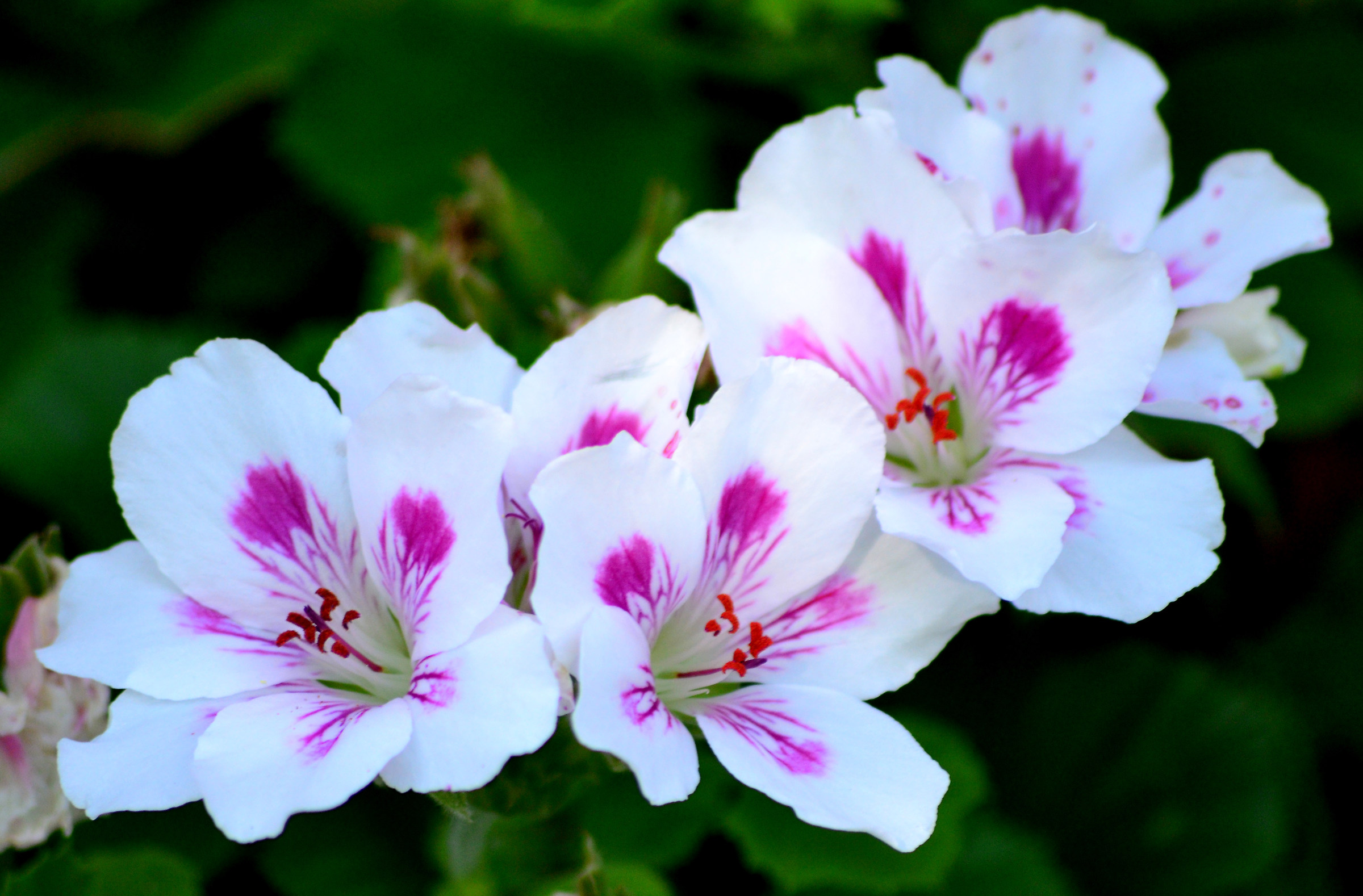 Geranio screziato di fucsia