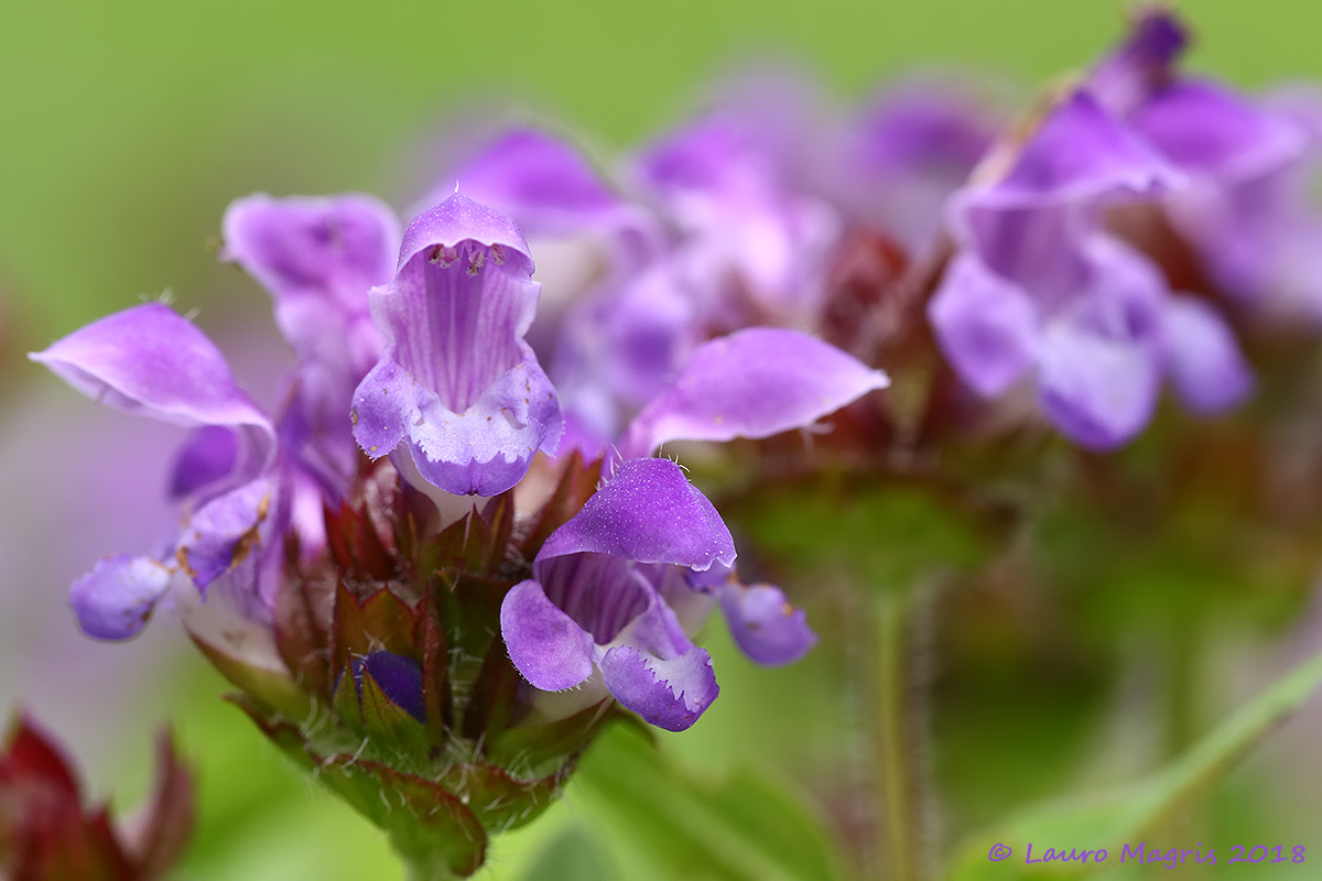 Prunella Grandiflora
