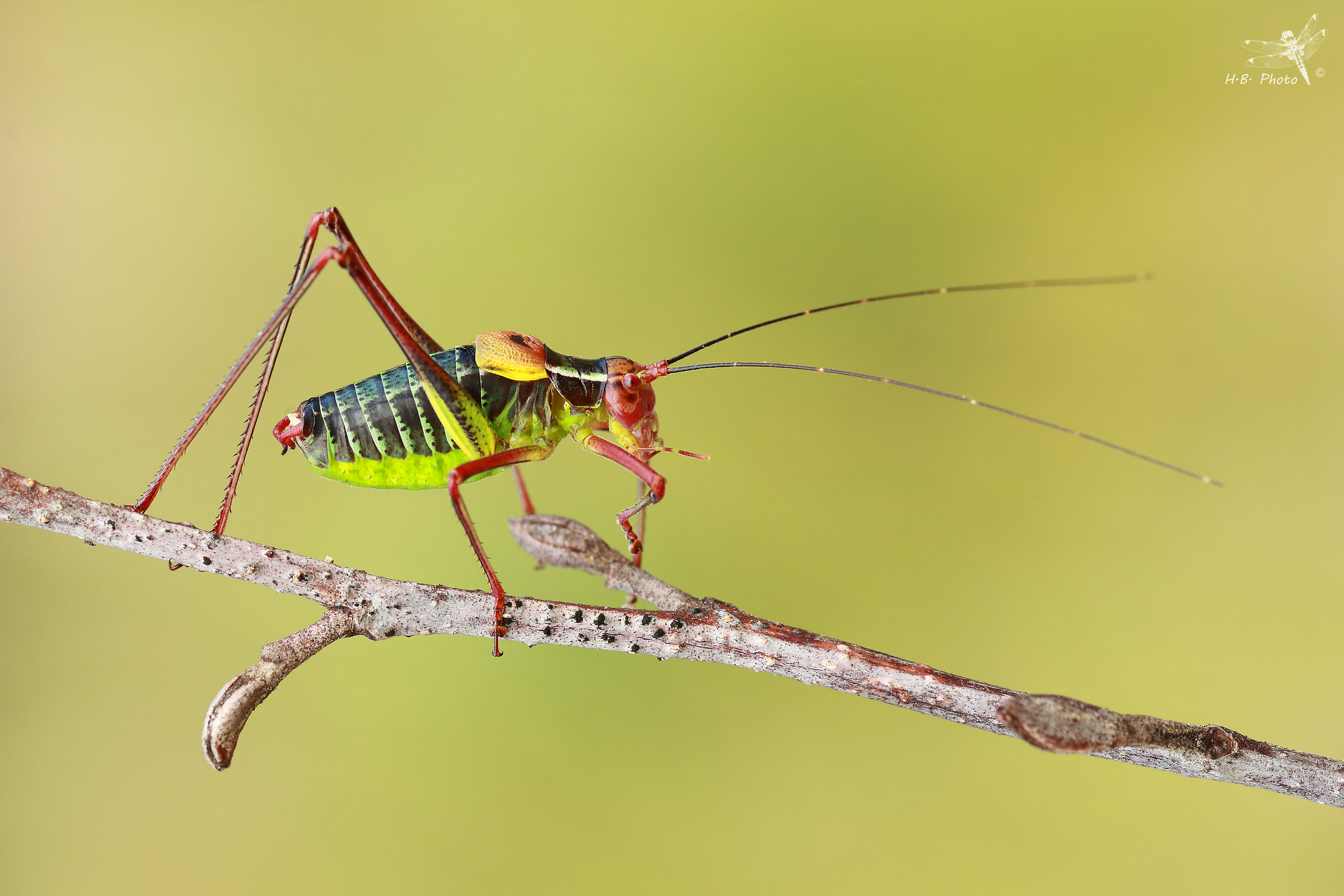 Barbitistes costrittiva, uomo