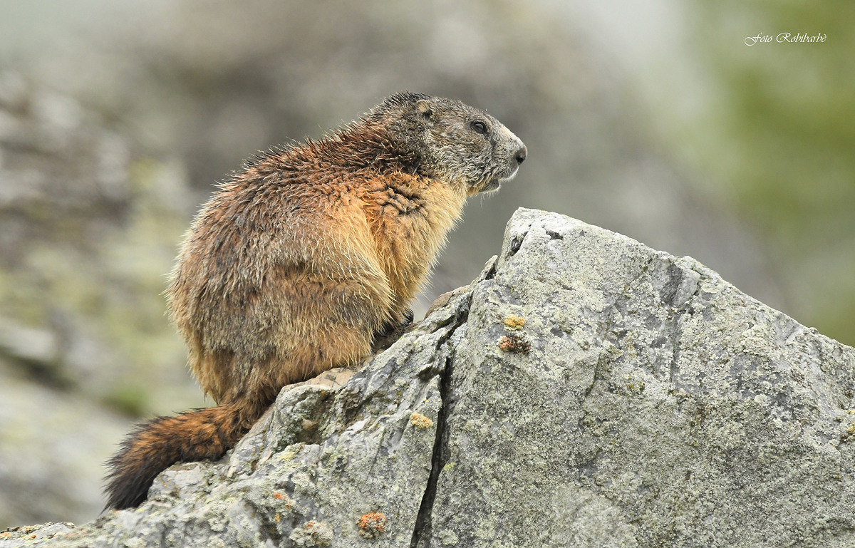 Marmot...
