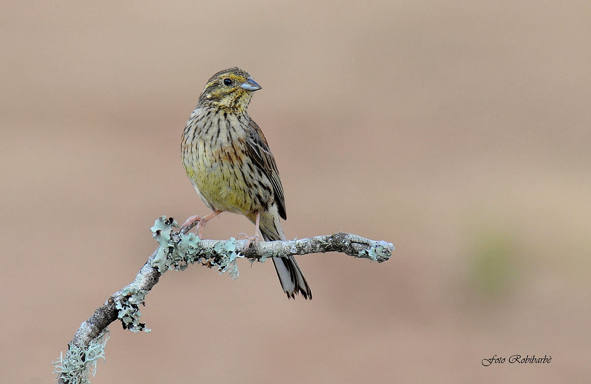 Black Yellowhammer... female...