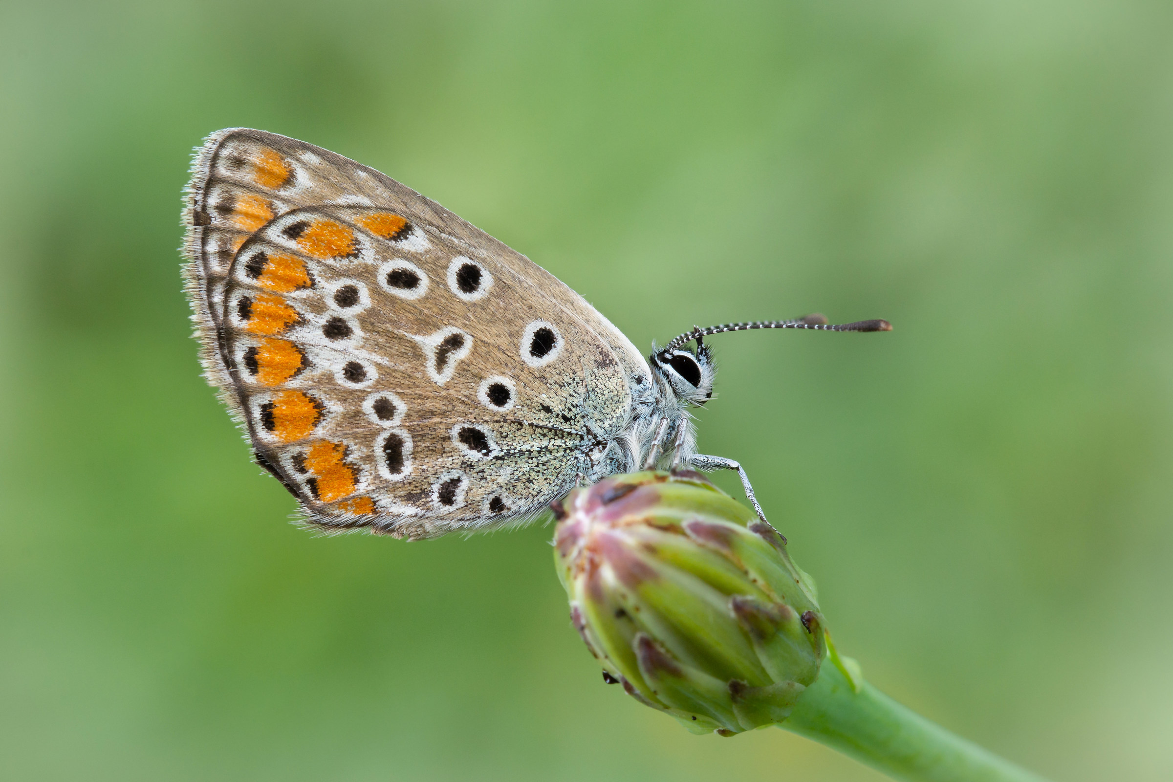 Sharpening the Technique