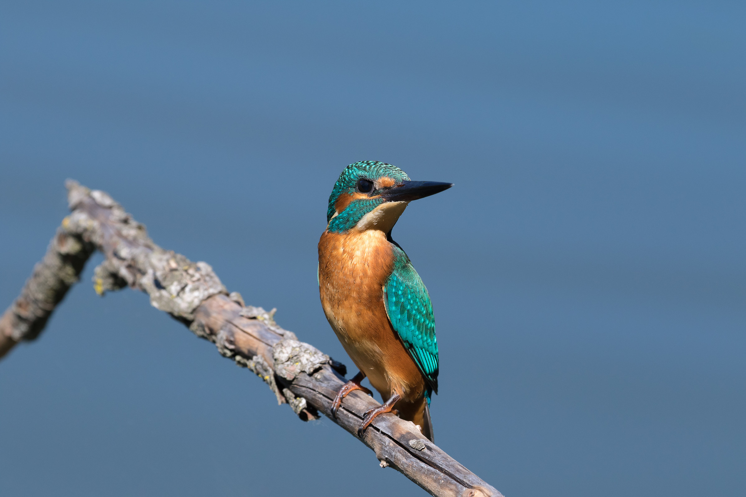 Male Kingfisher (I concede atthis), on roost