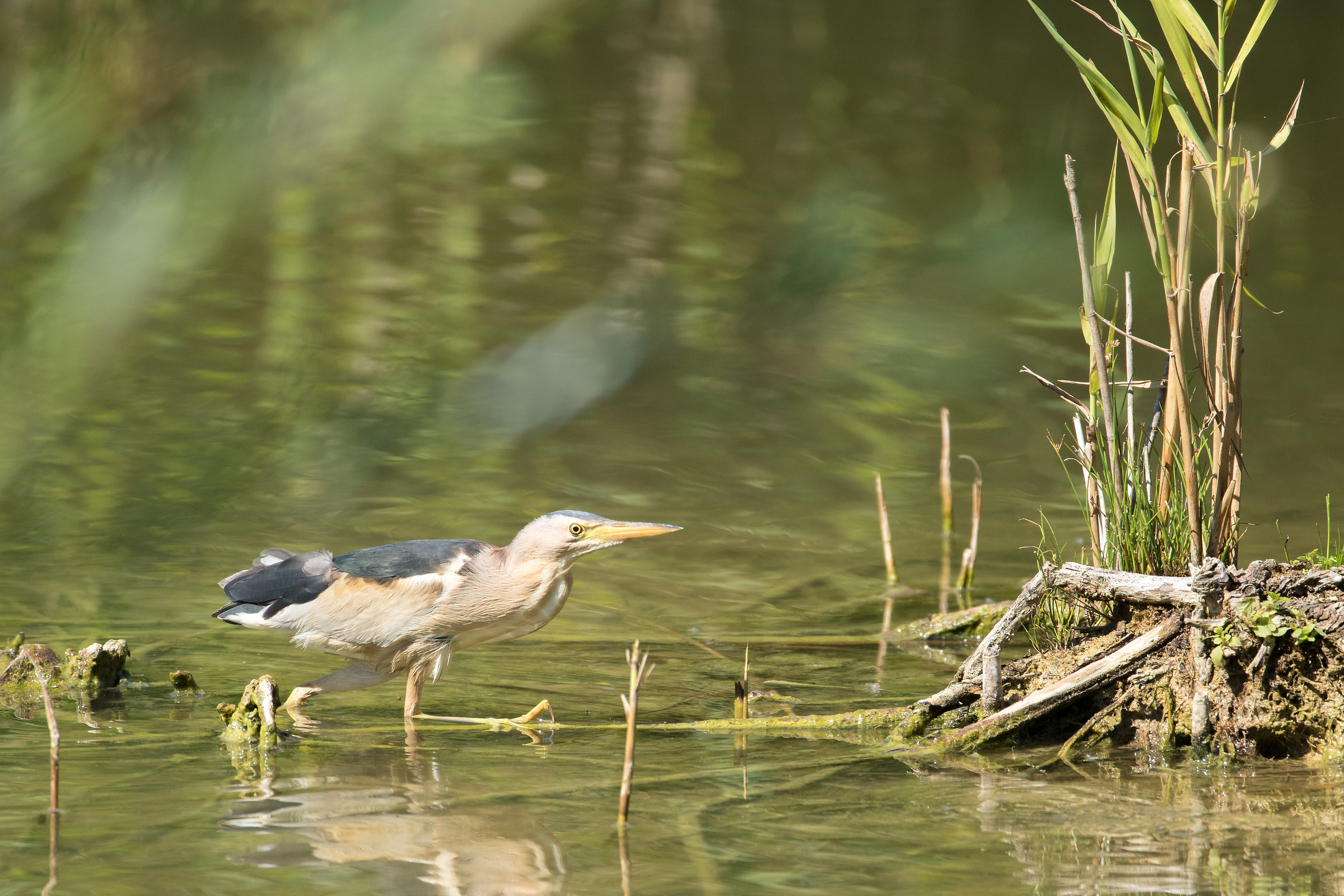 Tarabusino maschio (Ixobrychus minutus)
