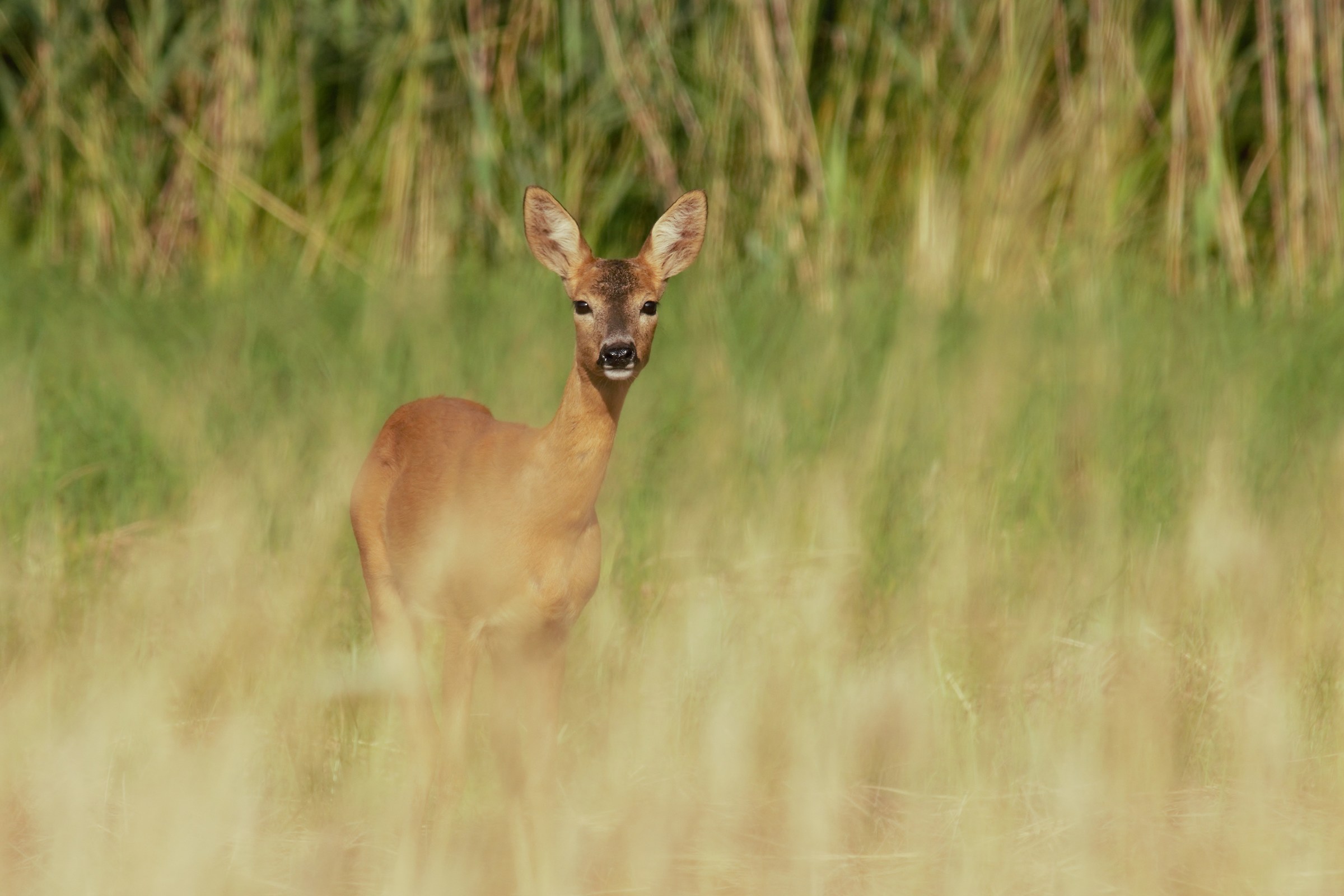 Capriolo (Capreolus capreolus)