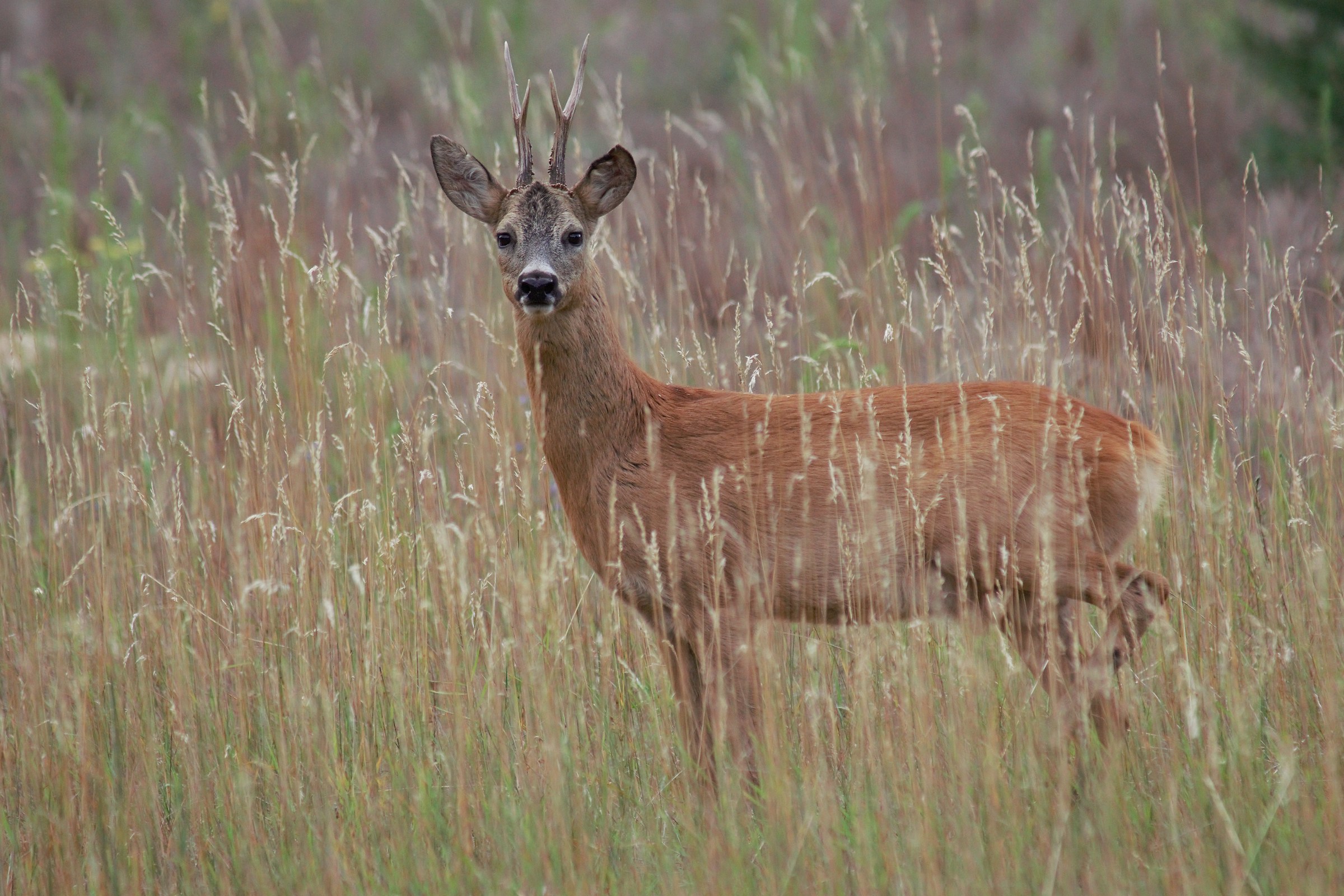 Capriolo (Capreolus capreolus)