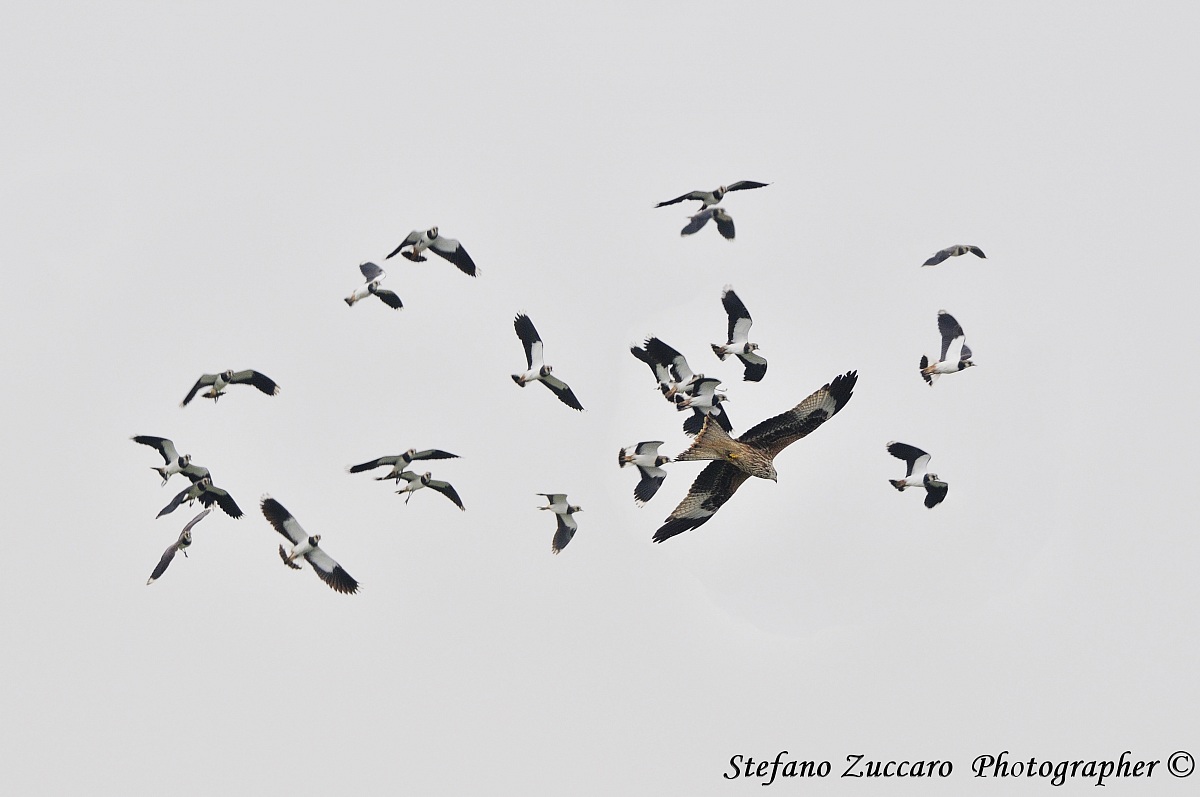 Pavoncelle all'attaco  Nibbio