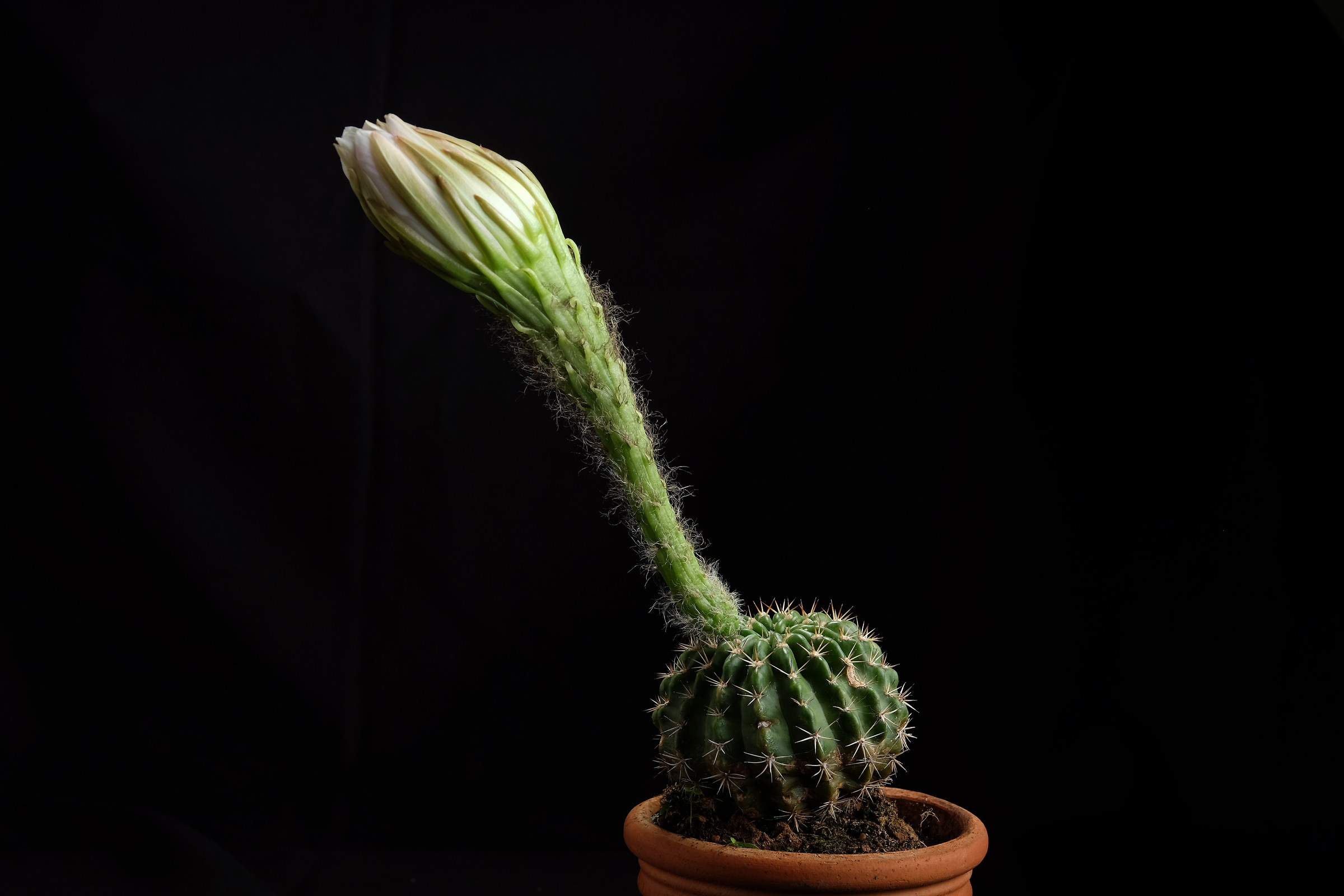 echinopsis