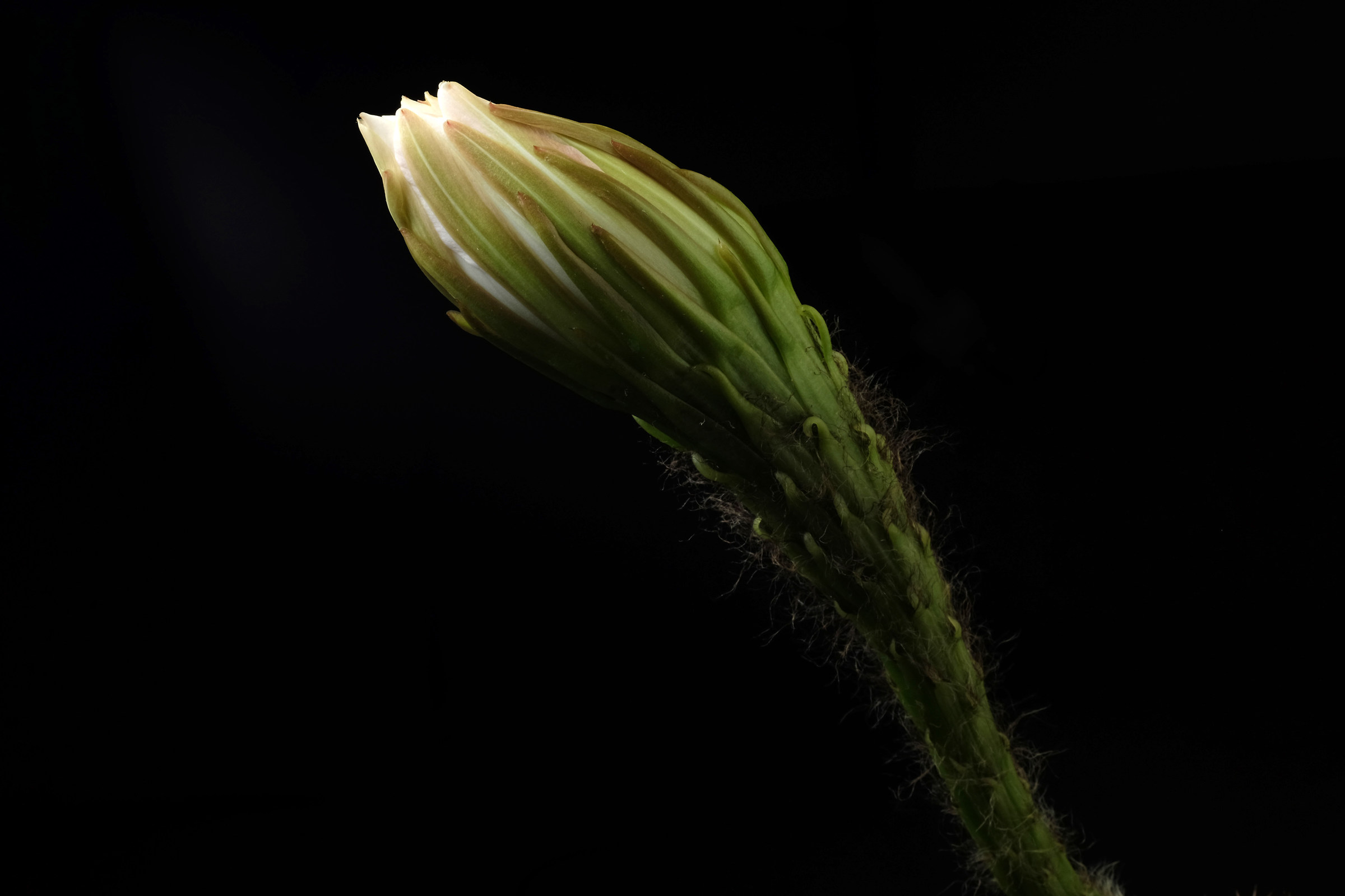 Blossom