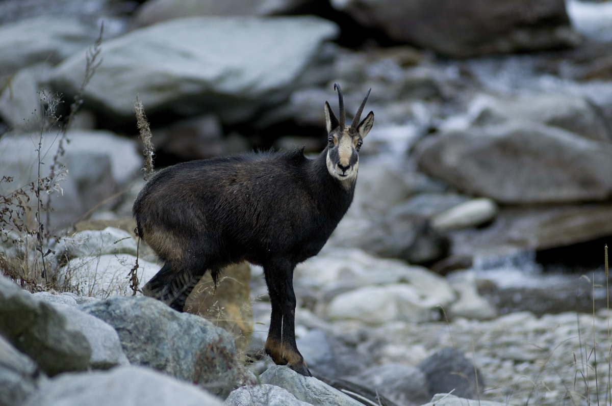 chamois