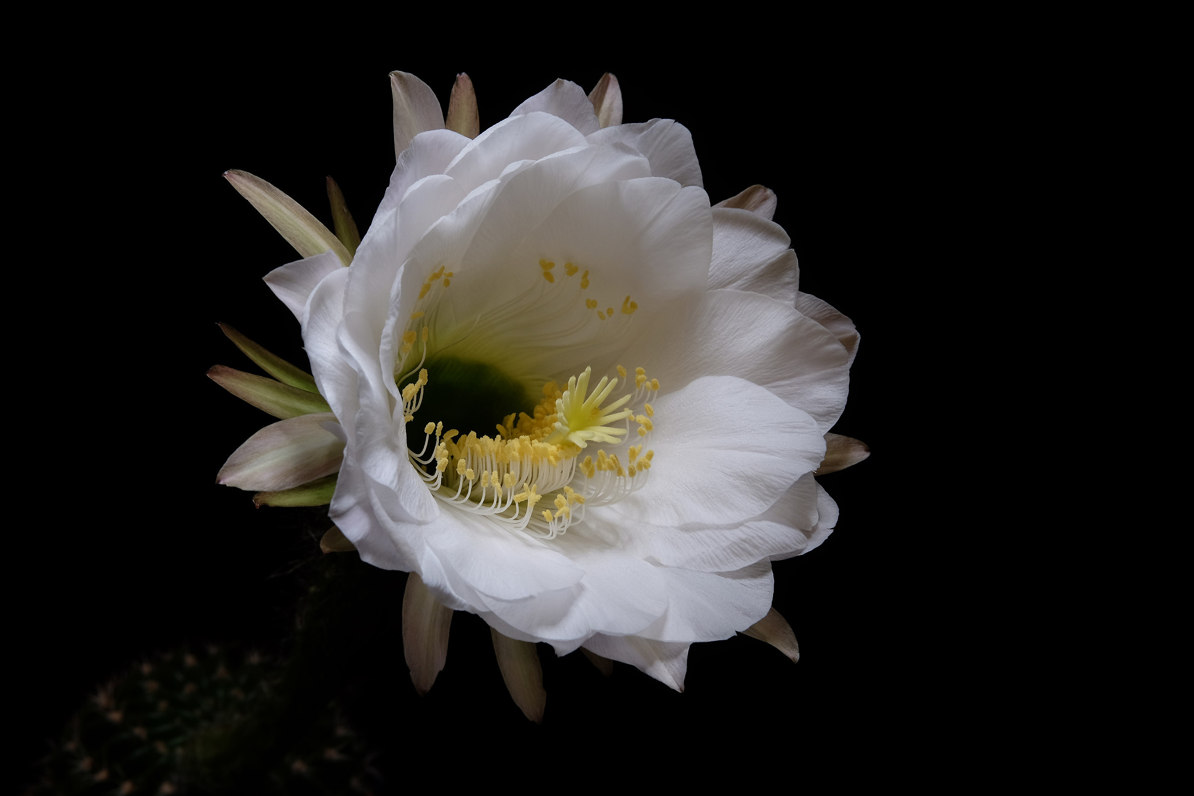 blossom