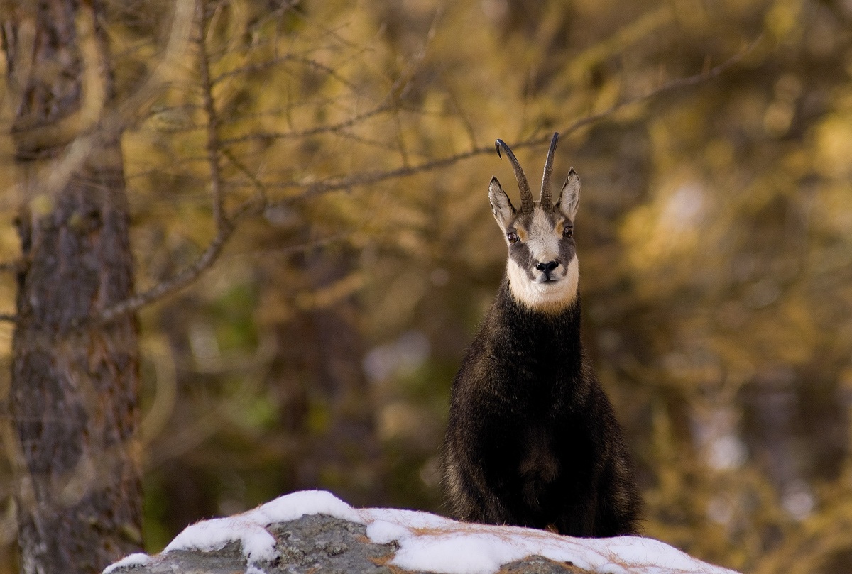chamois