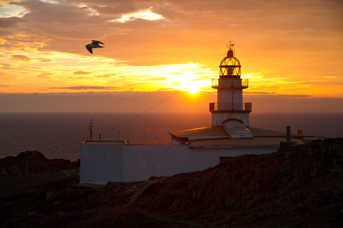 Alba a Cap de Creus con gabbiano