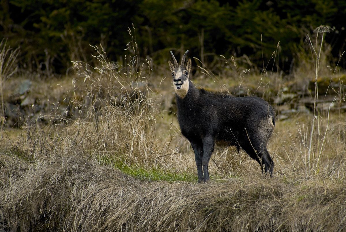chamois