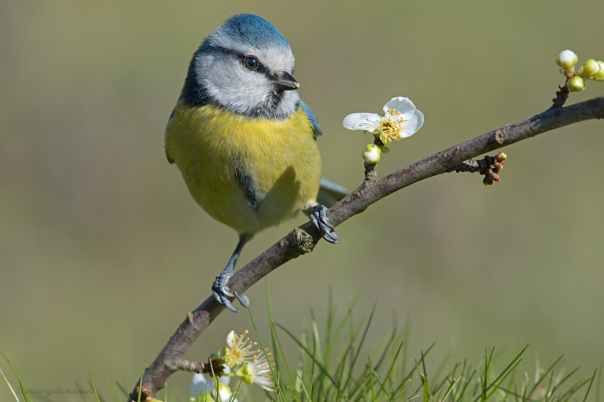 Cinciarella a primavera