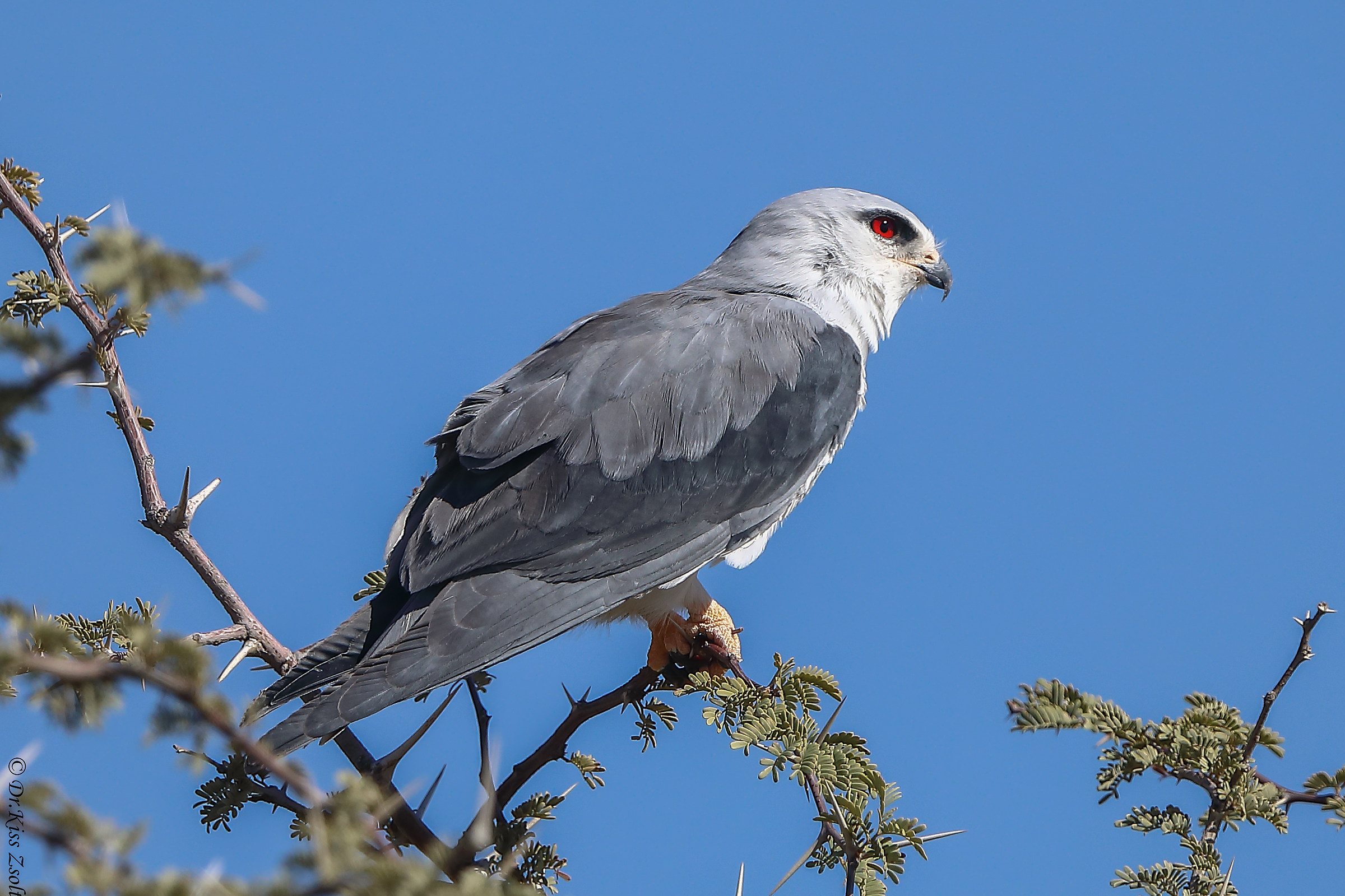 Black-shouldered kite