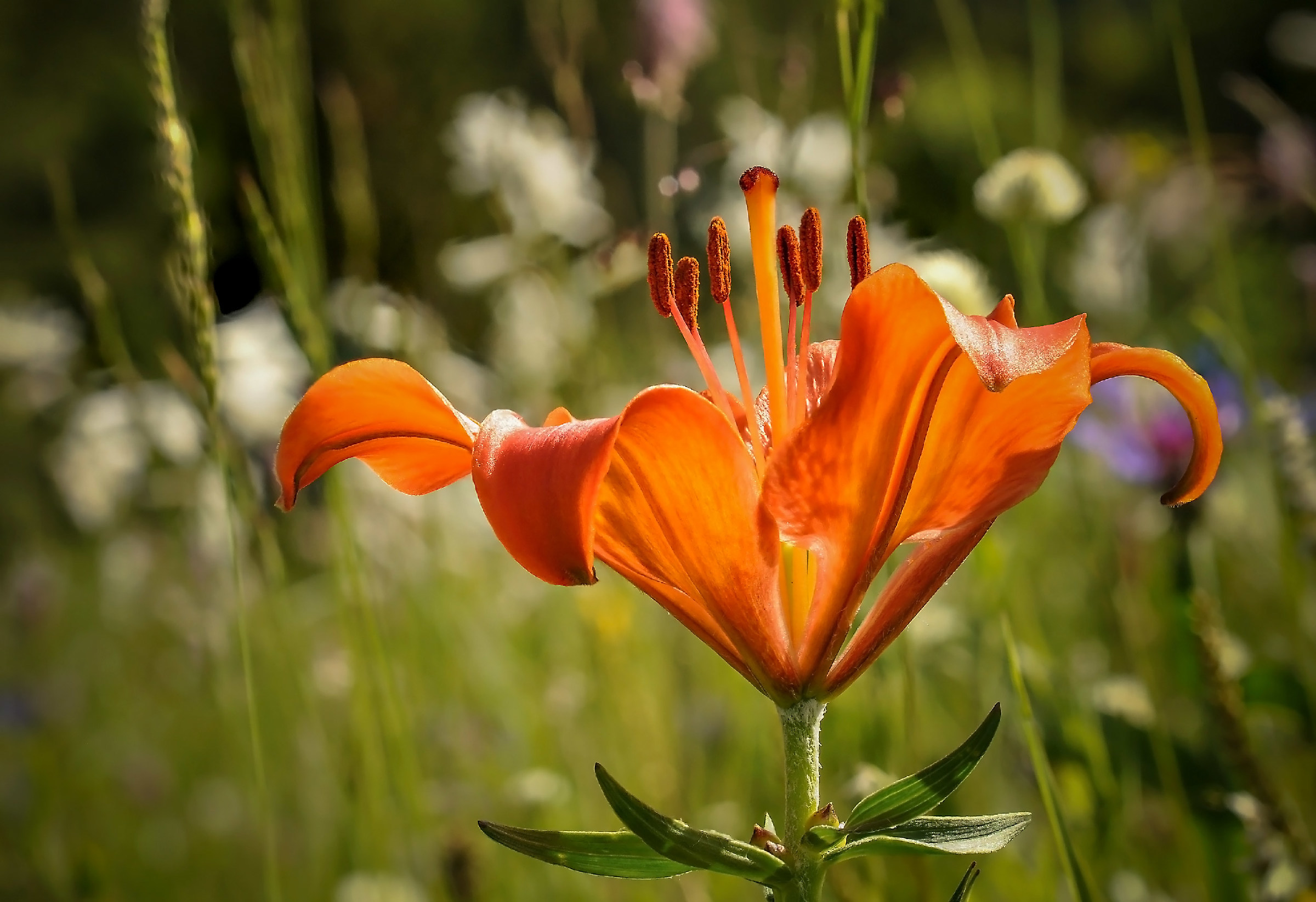 Giglio rosso di montagna