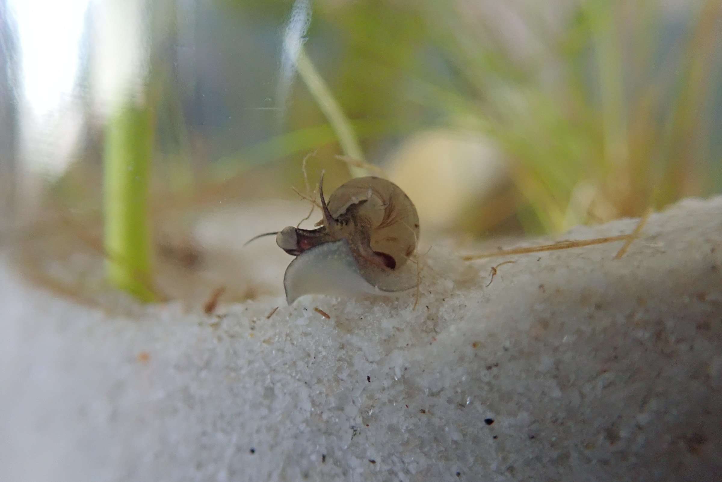 Life in a jar of water-(Melanoides tuberculata)