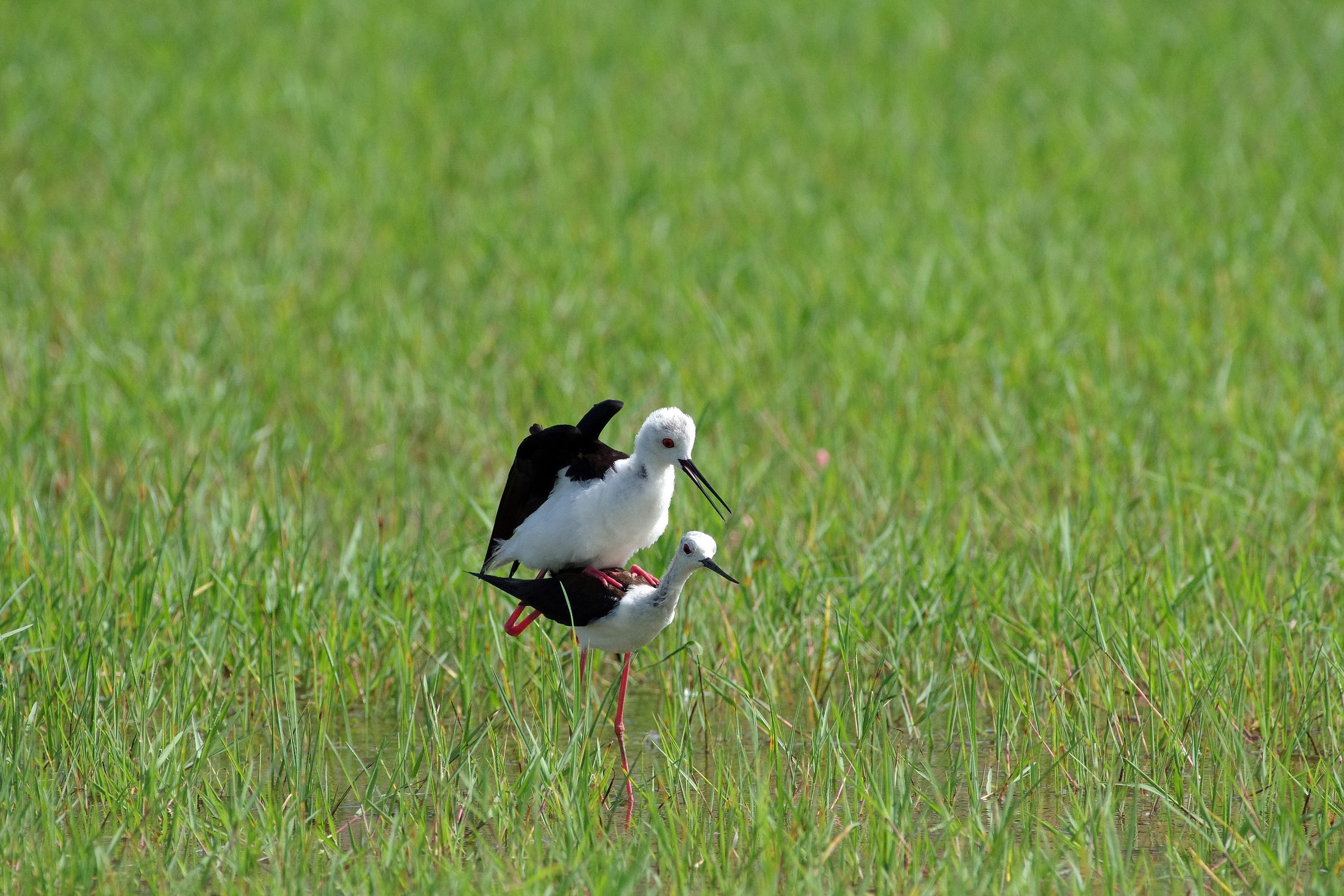 Black-Winged Stilt